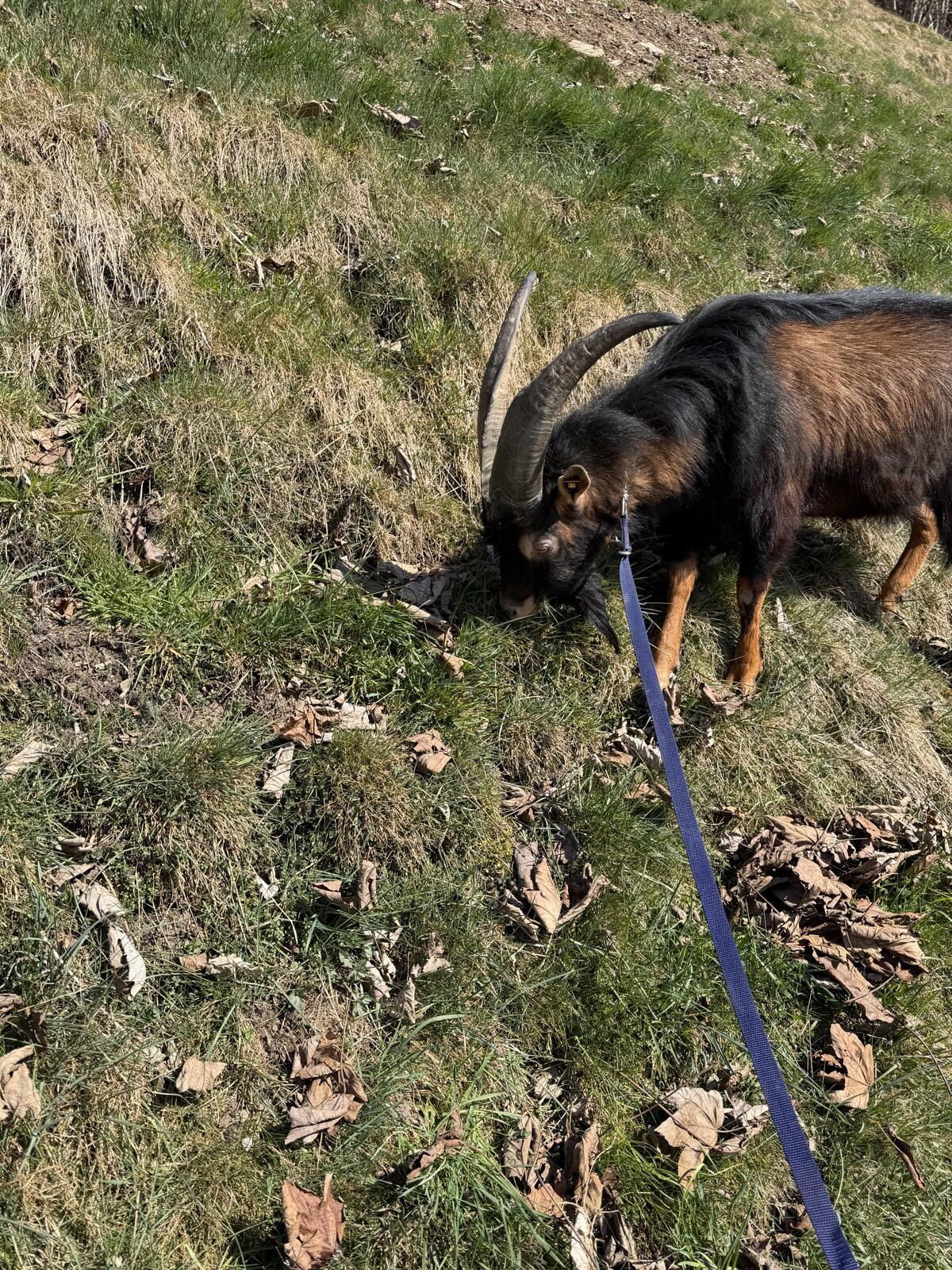 Aosta Bock 2