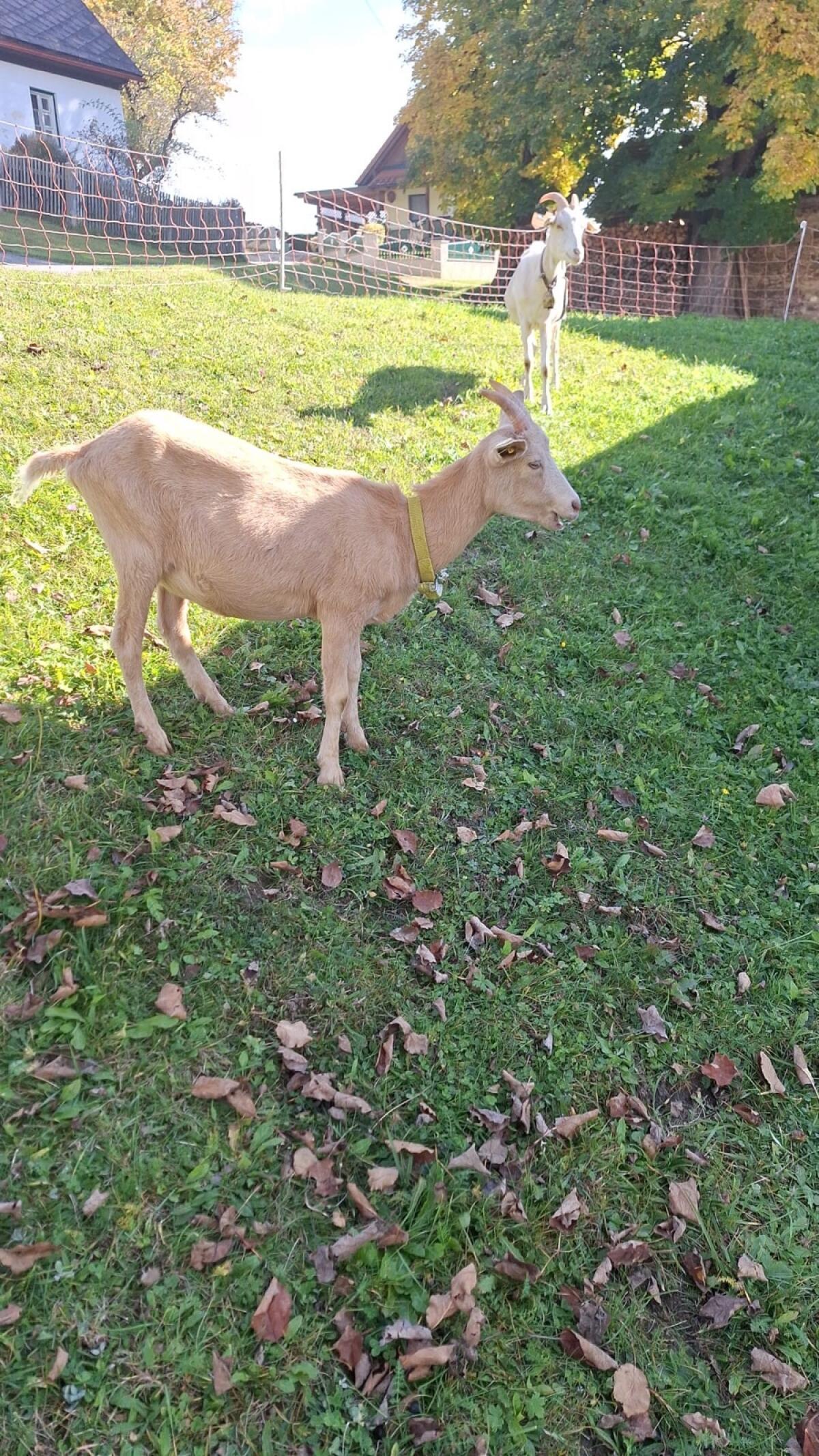 Ziege zu verkaufen 3