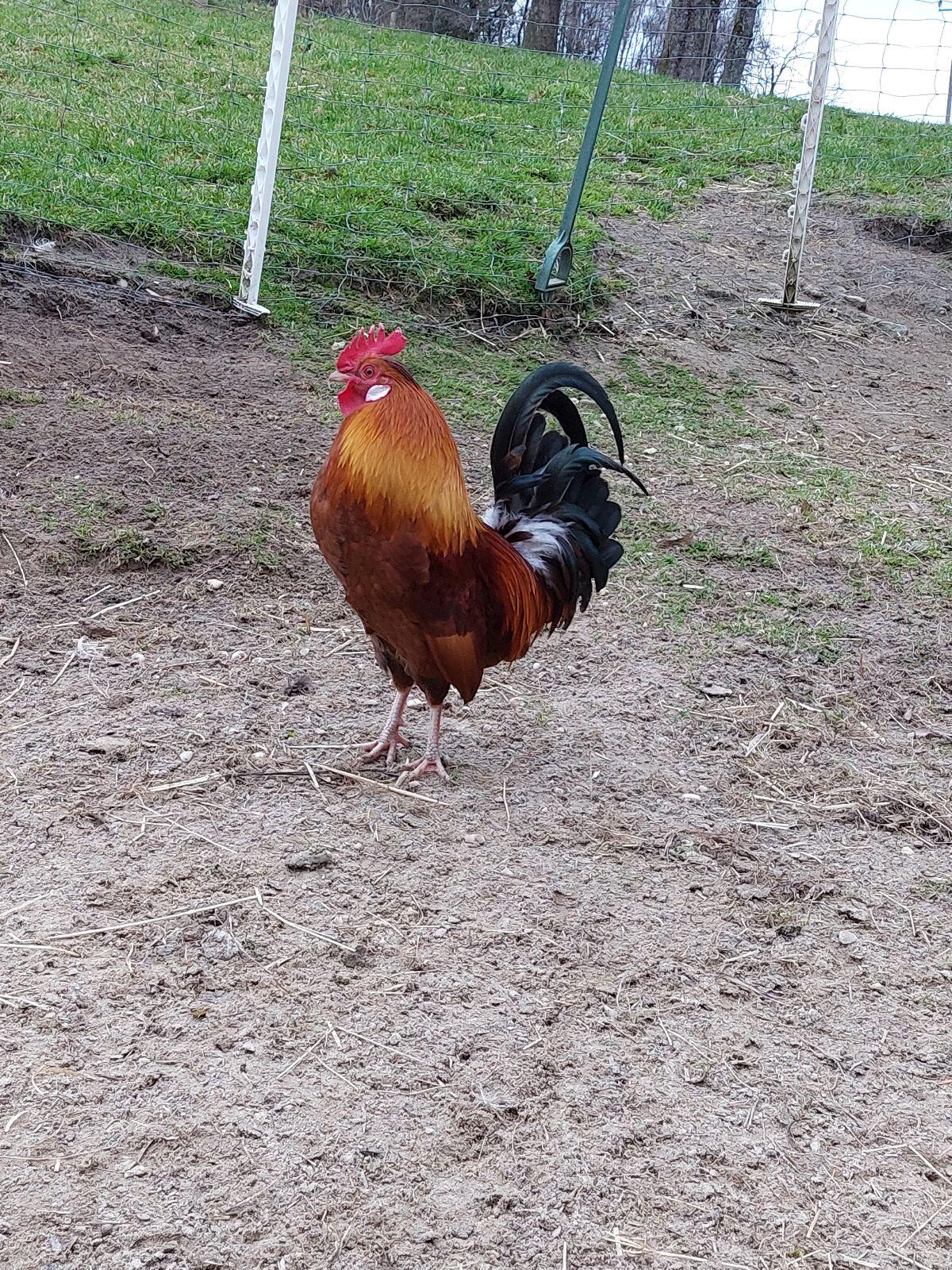 Zwerghaubenhuhn - Hahn 3