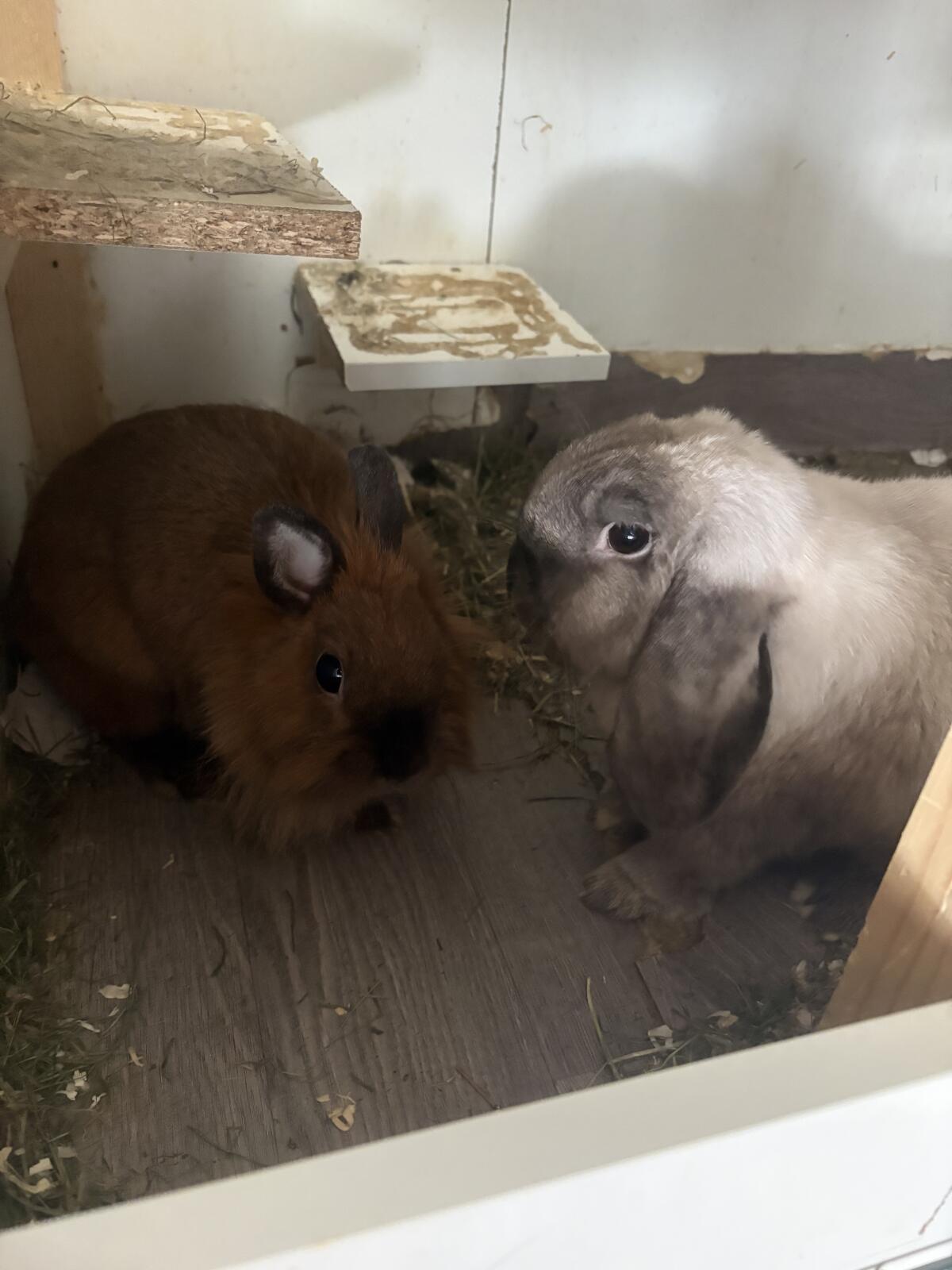 Hasen 🐰 3