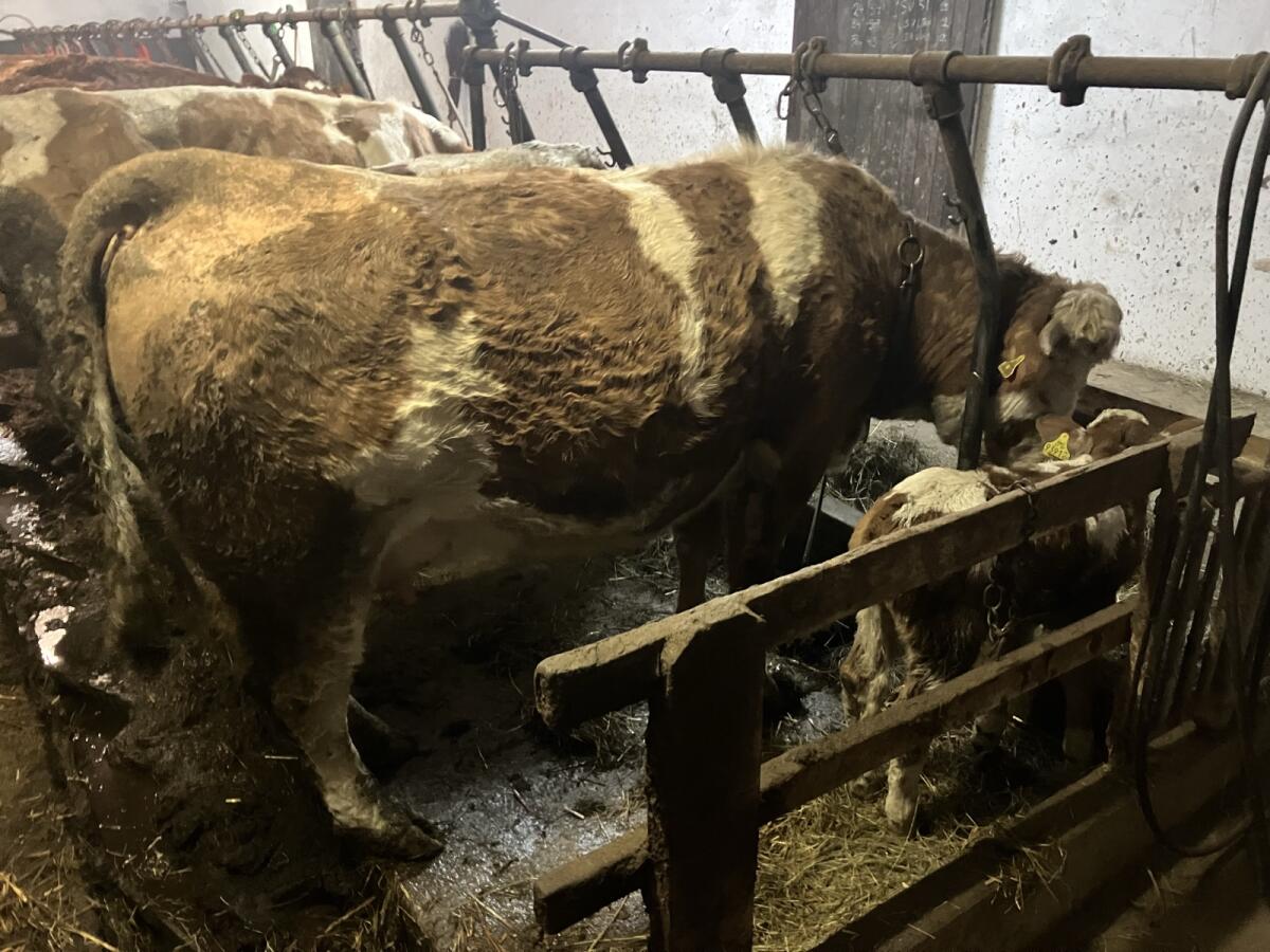 Bio Fleckvieh Mutterkuh mit Kalb 3