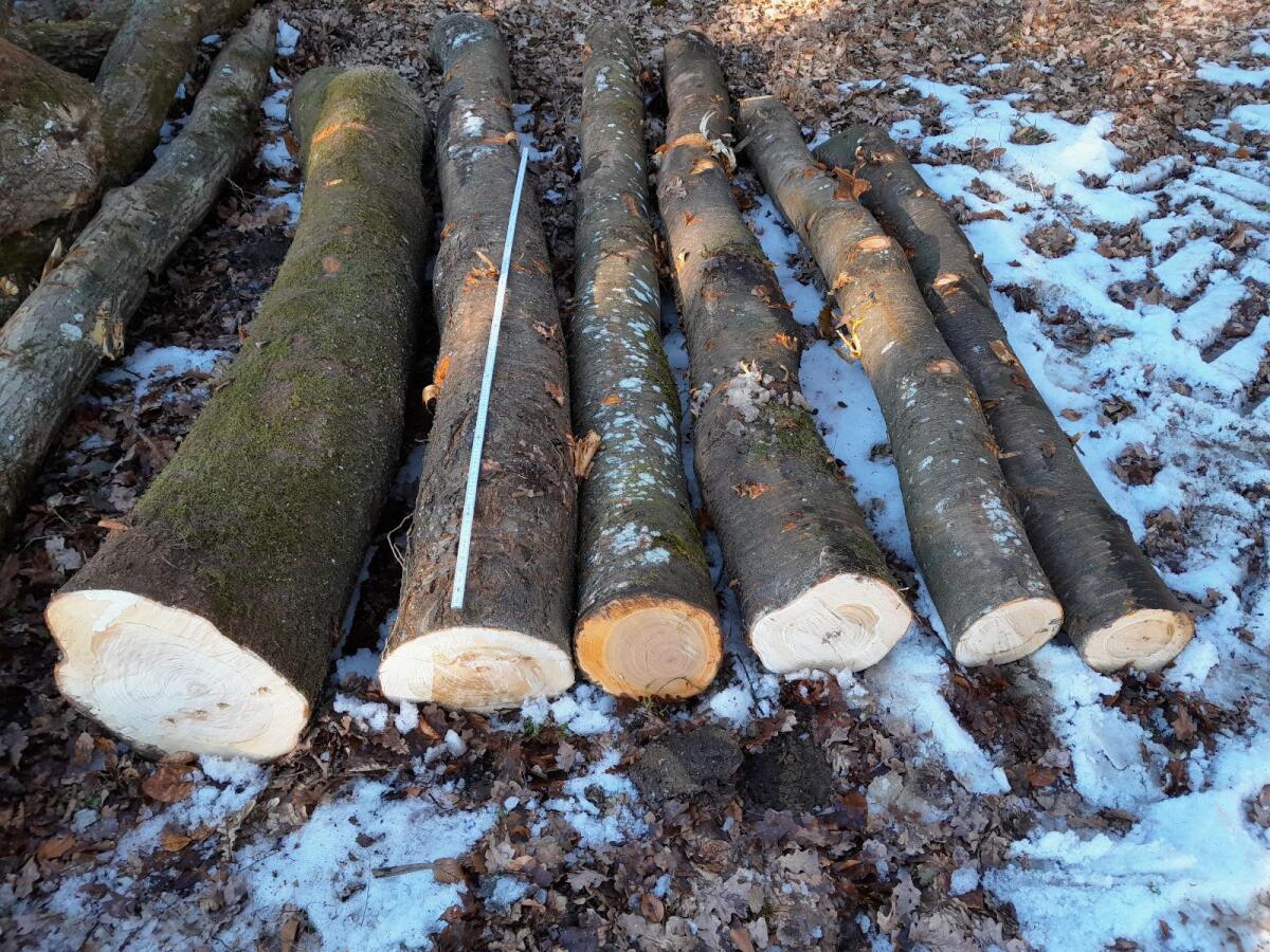 Nussbaum Kirschbaum Walnuss Kirsch Stamm 2