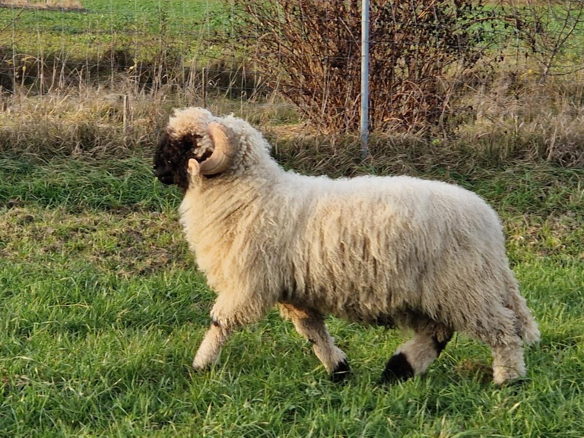 Walliser Schwarznasen-Widder, BIO 2