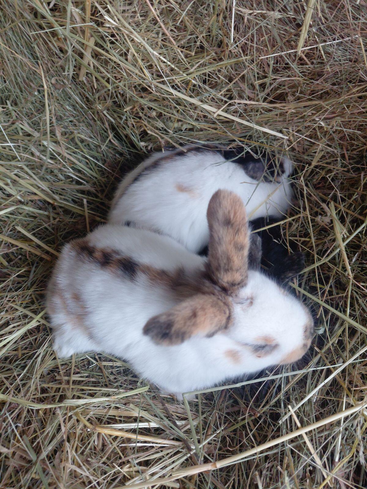 Rheinische Schecken 3