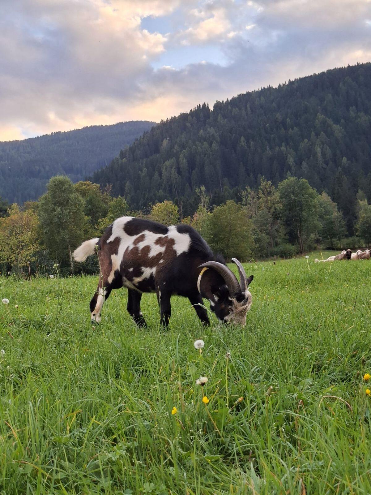 Tauernschecken Ziegenbock 3