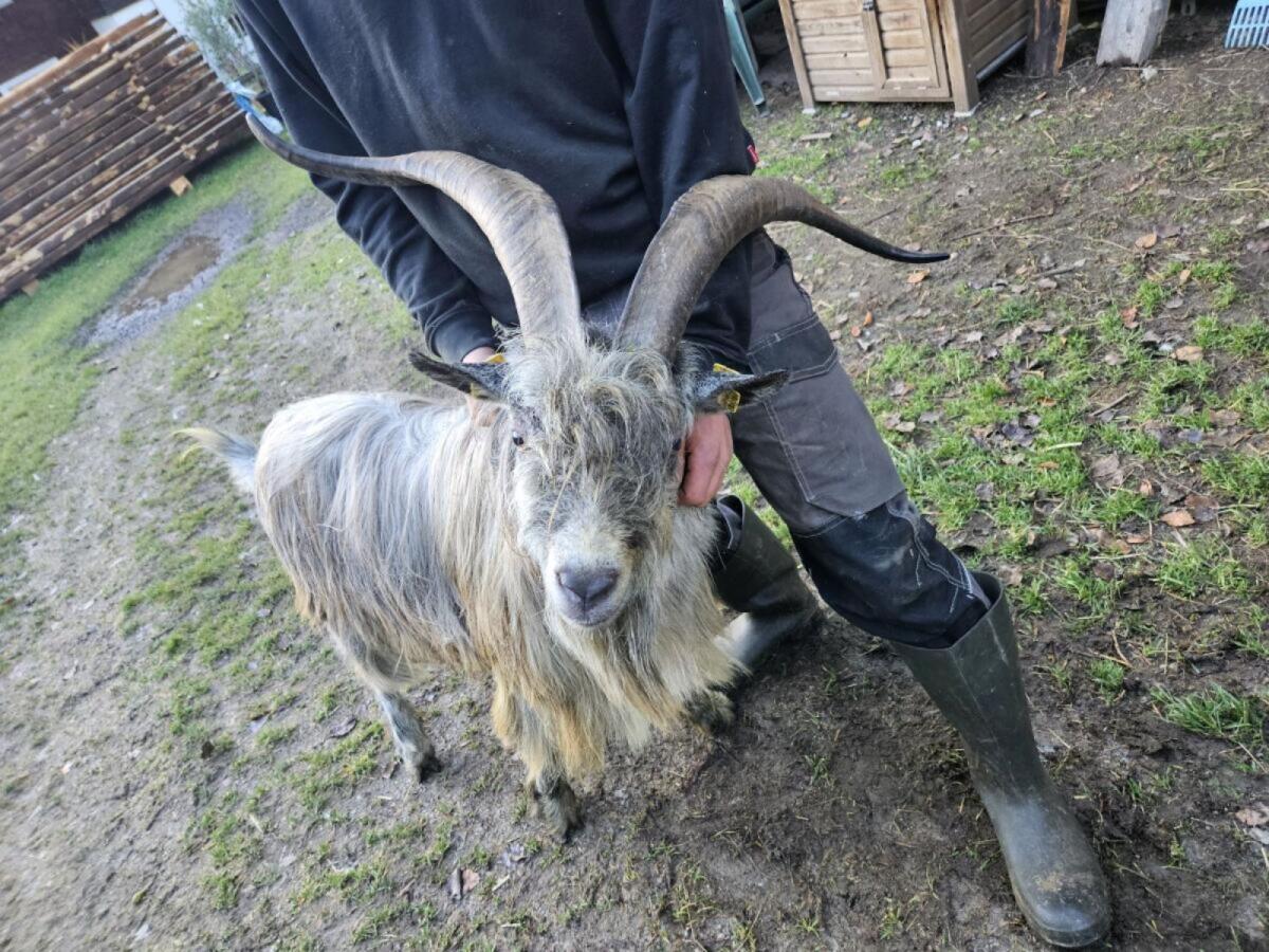 Blobe Bock 2