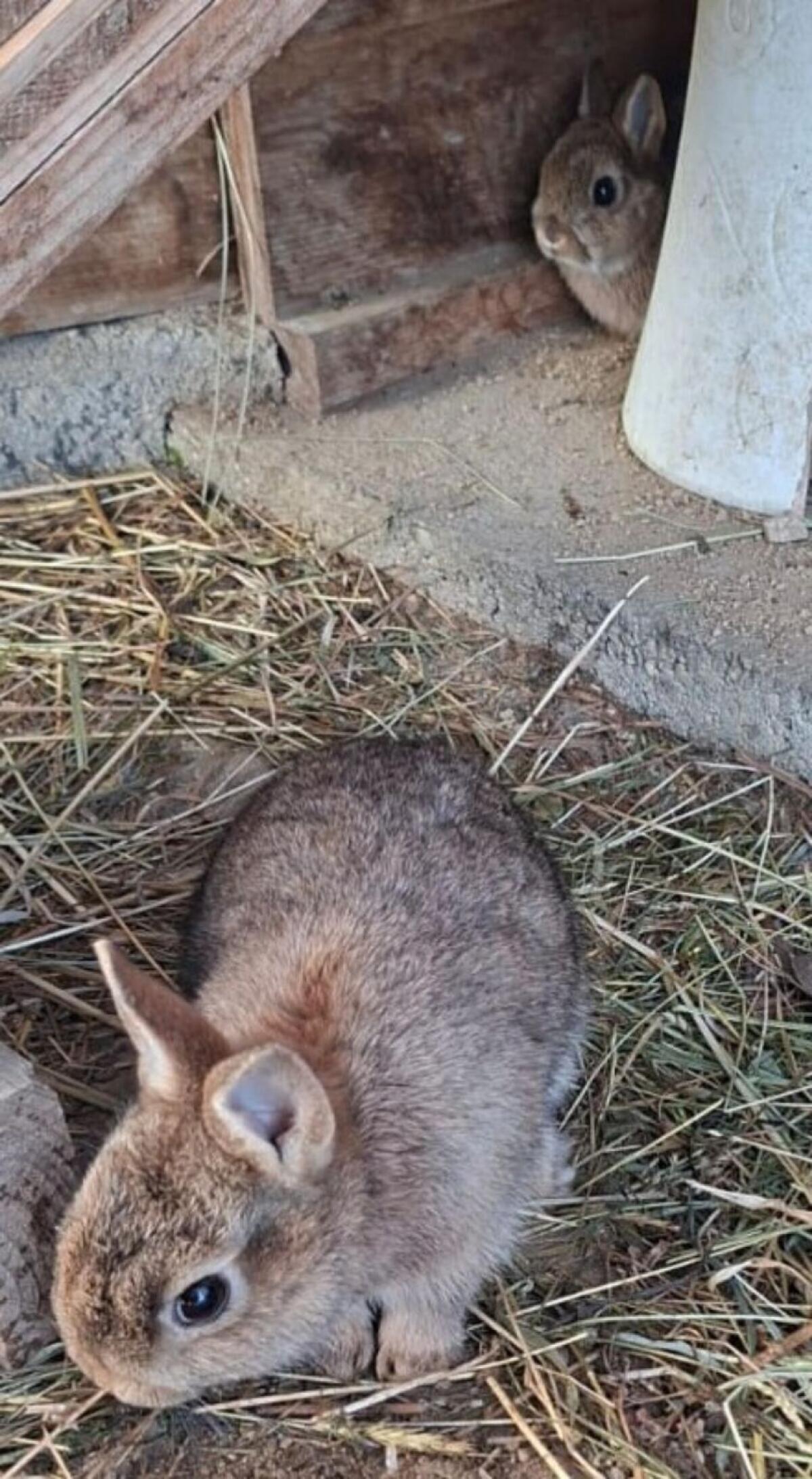 Zwergkaninchen männlich 2