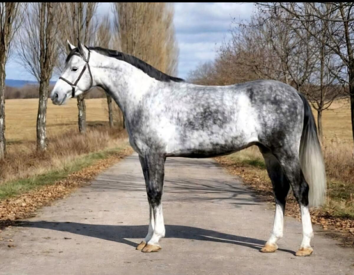 Ungarisches sportpferde 2