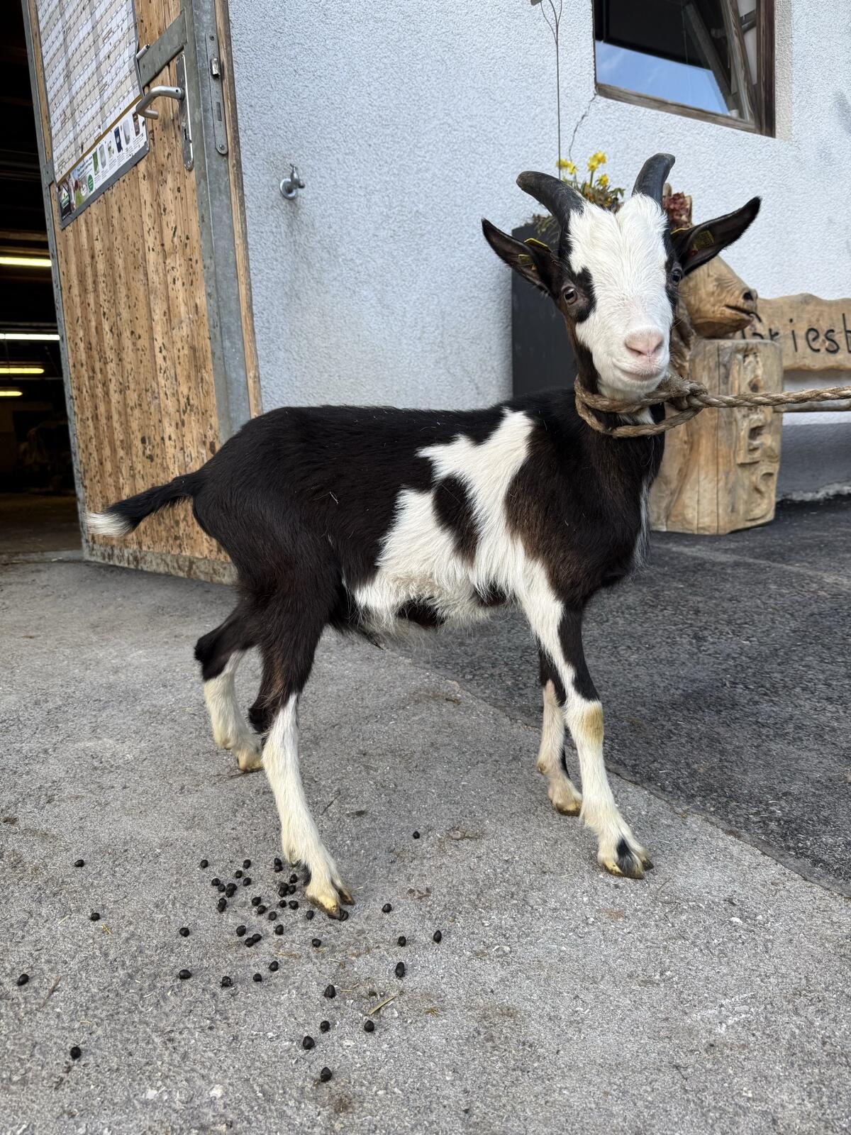 Tauernscheck Bock Kitz 2