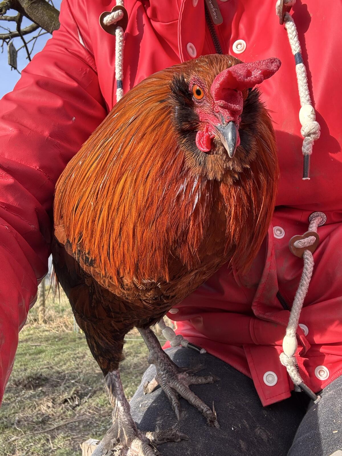 Ameraucana Hahn zu verschenken 2
