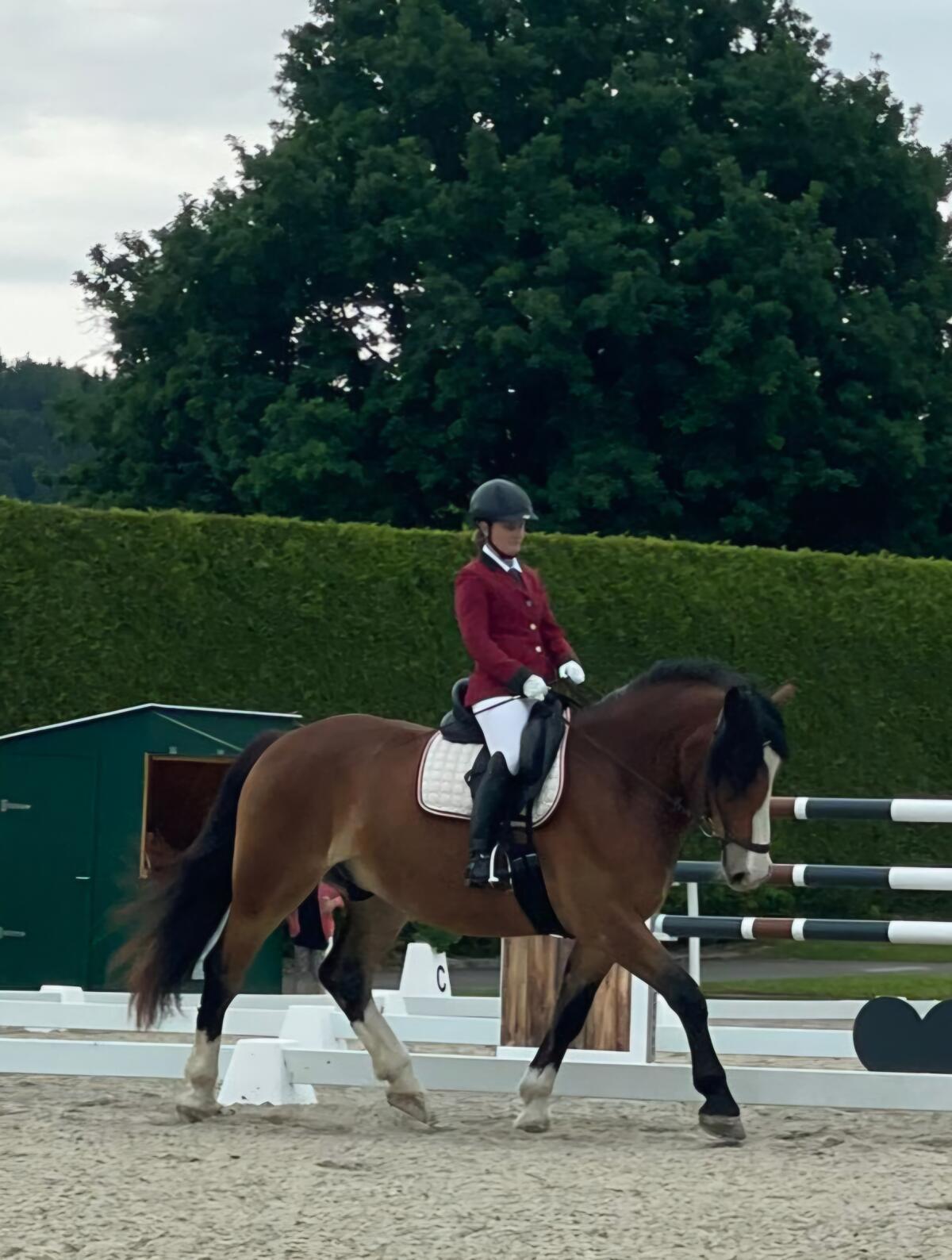 Norikerwallach, 6-jährig 3