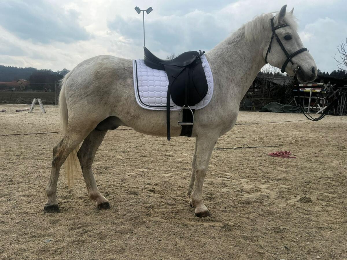 Pferd 2