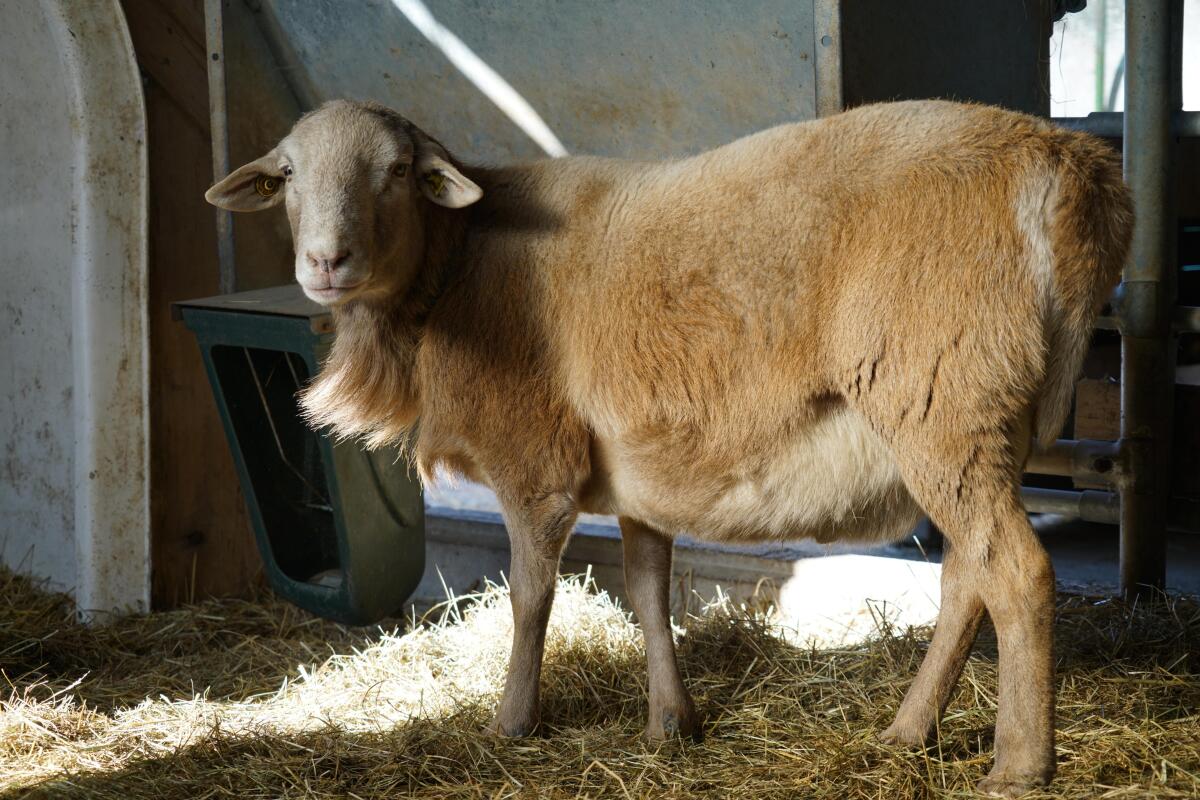 Braunes Haarschaf, Zuchtbock 3