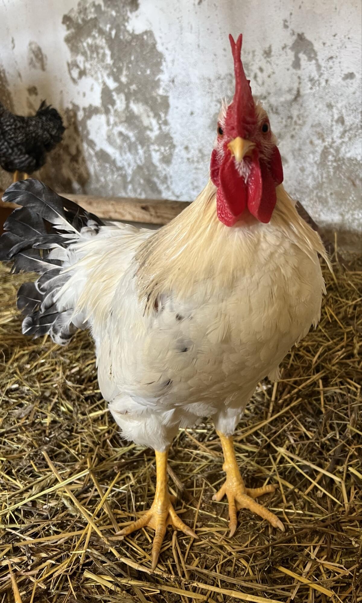 Zwerghahnmixe in weis, sperber und susexfarbe 2