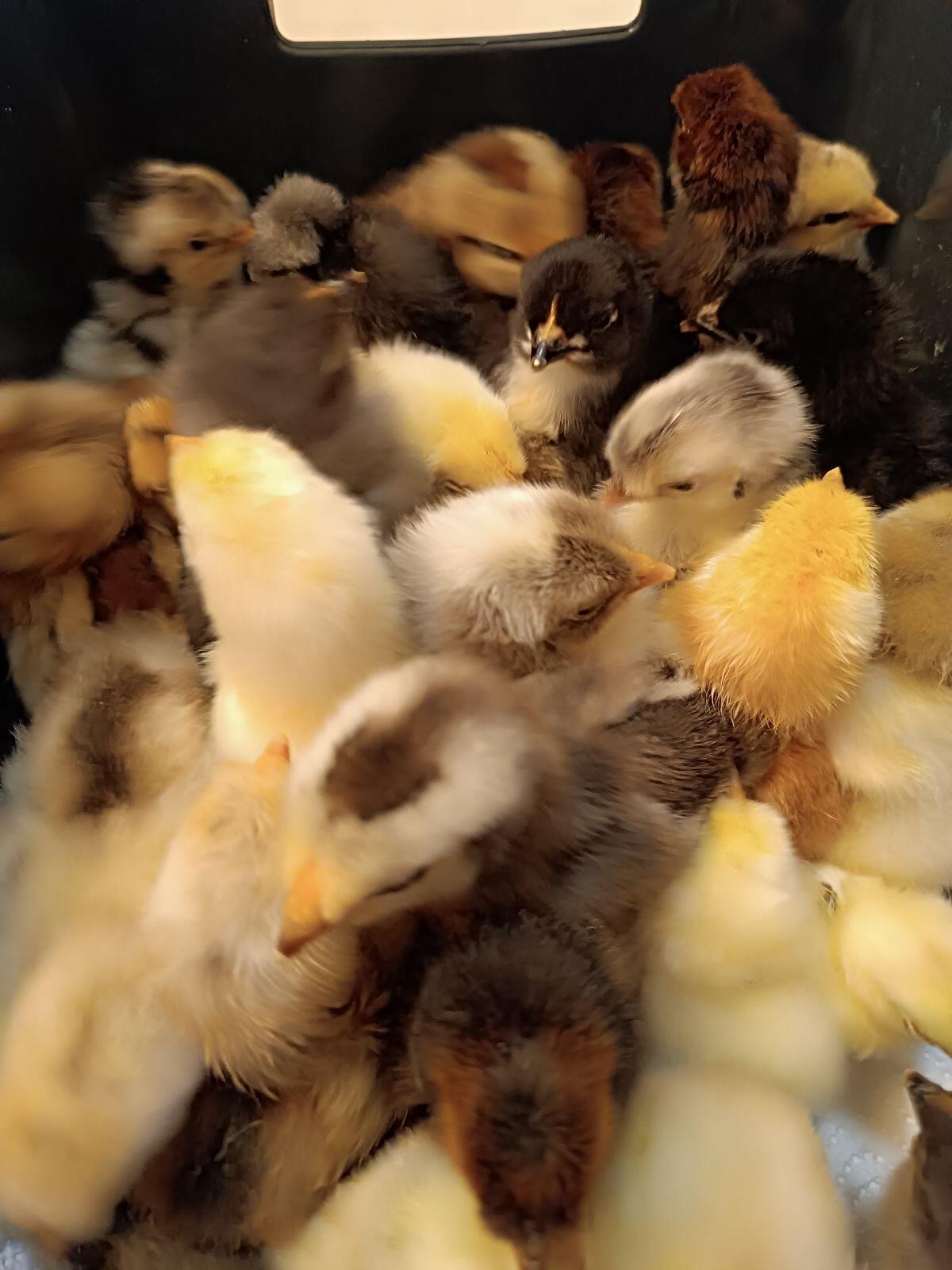 Mixküken aus bunten Eiern 3