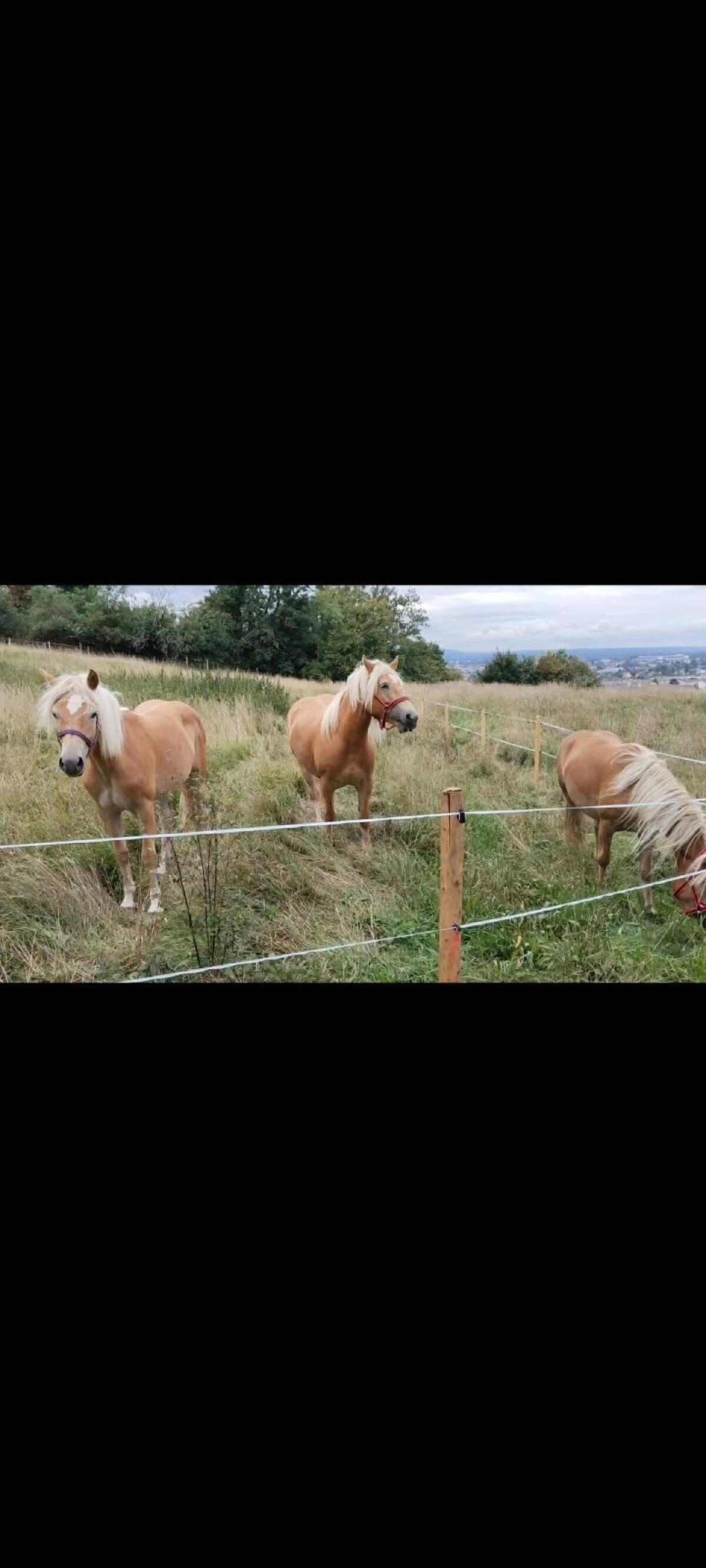 Haflinger 2