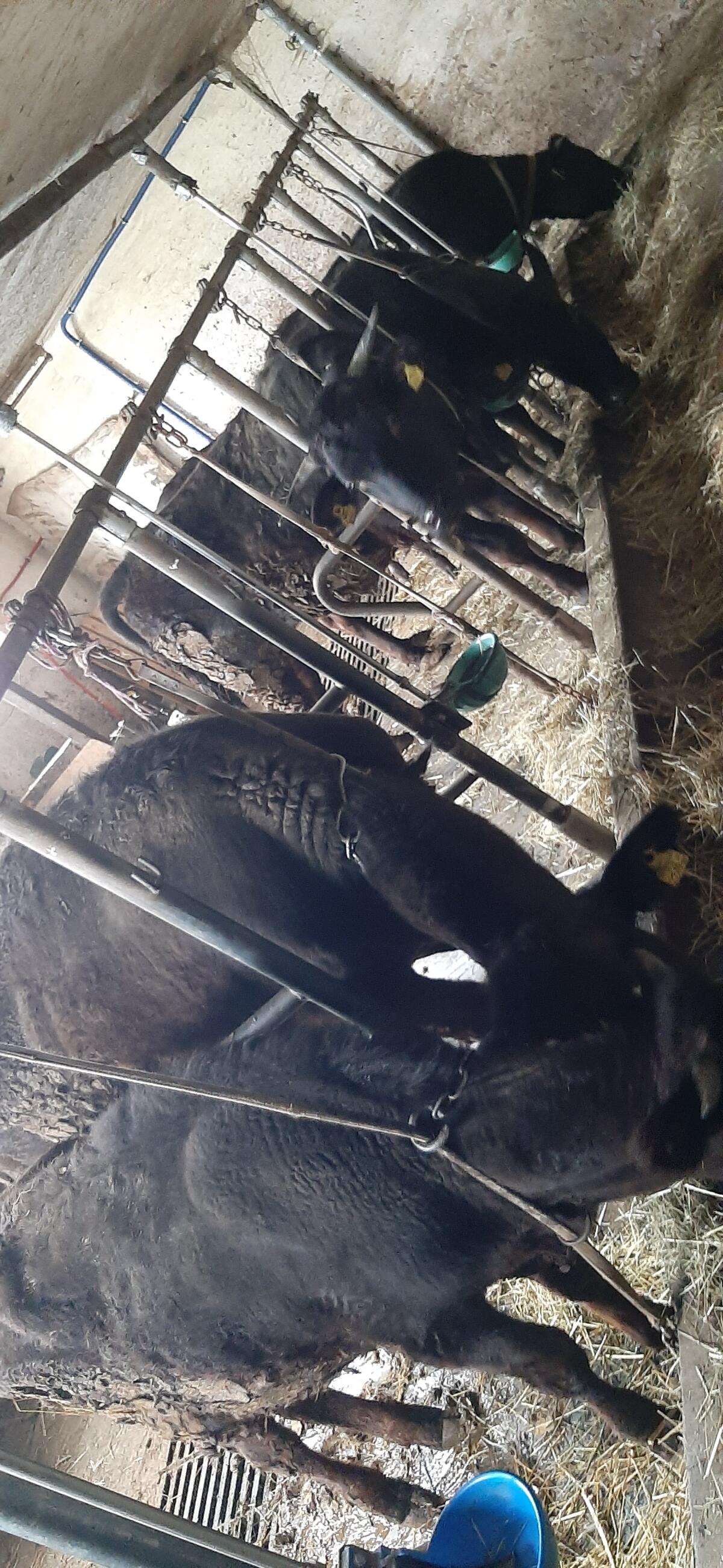 100% Wagyu mit Kalb 3