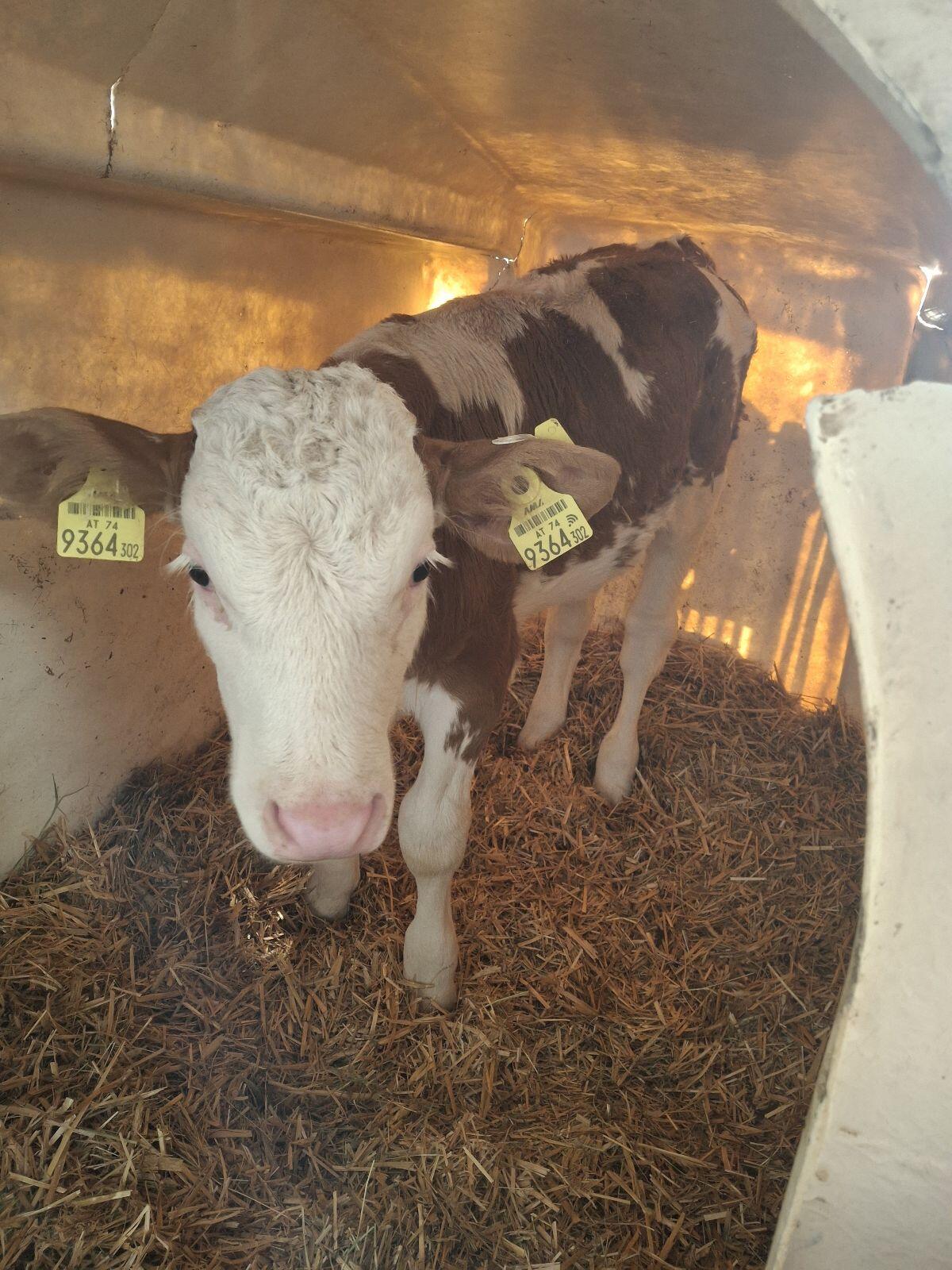 Fleckvieh Stierkalb 2