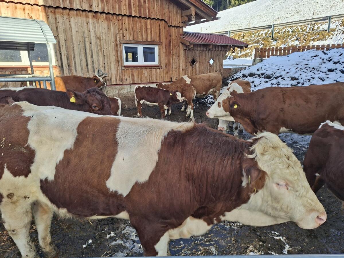 Verkaufe Fleckviehstier 3