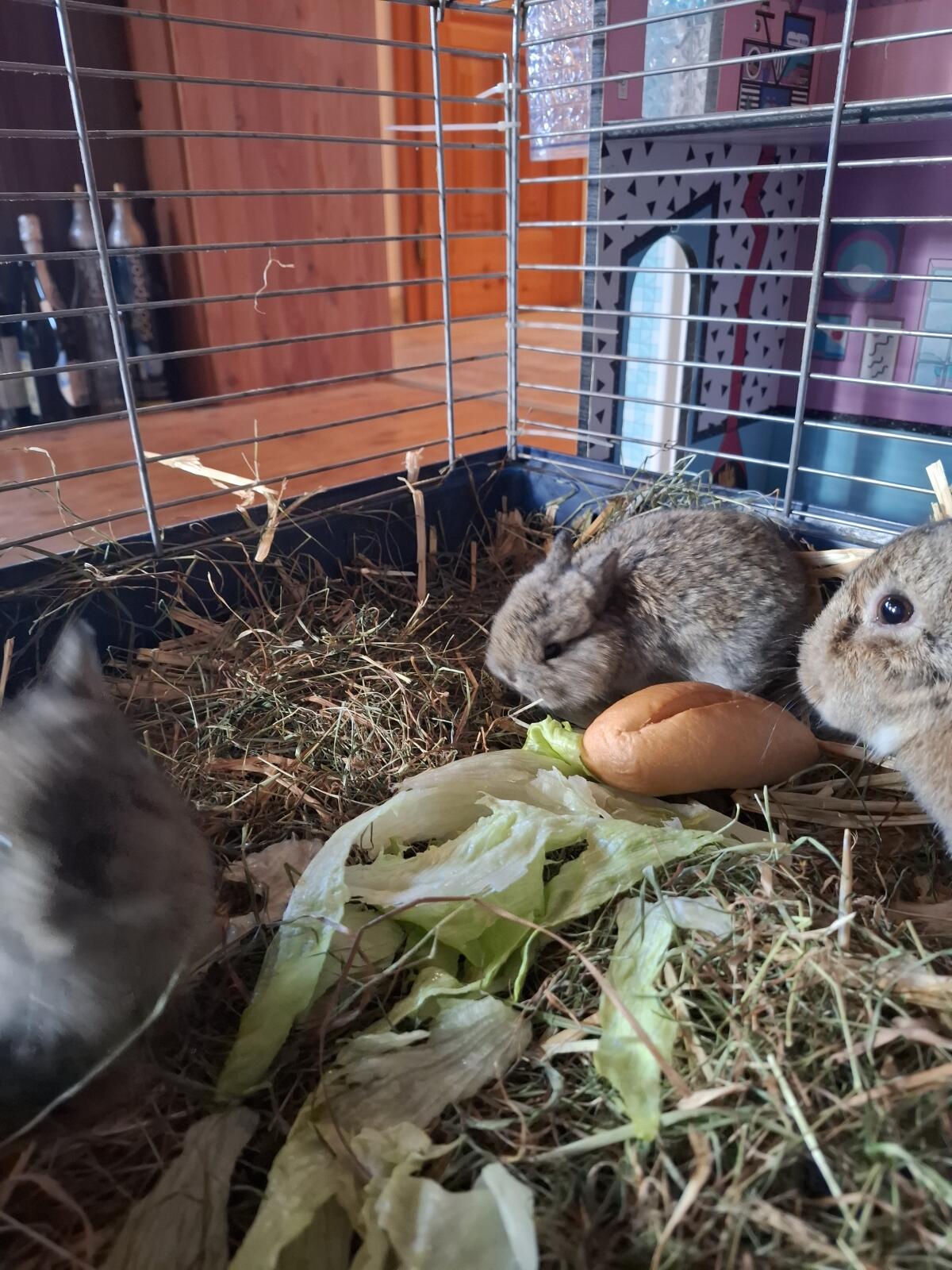 Hasenbabys Zwerghasen 2