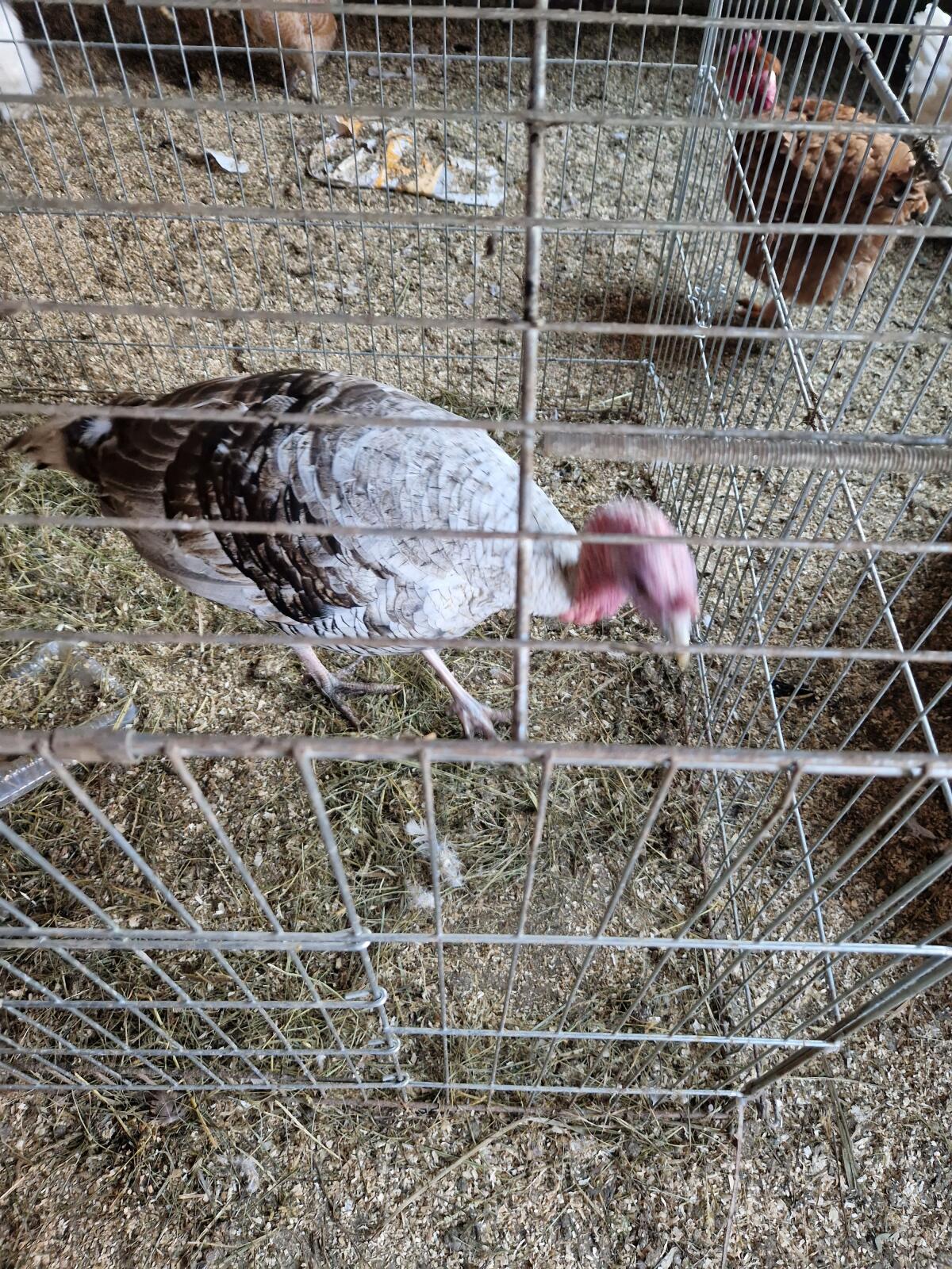 Puter und Pute von 2025 2