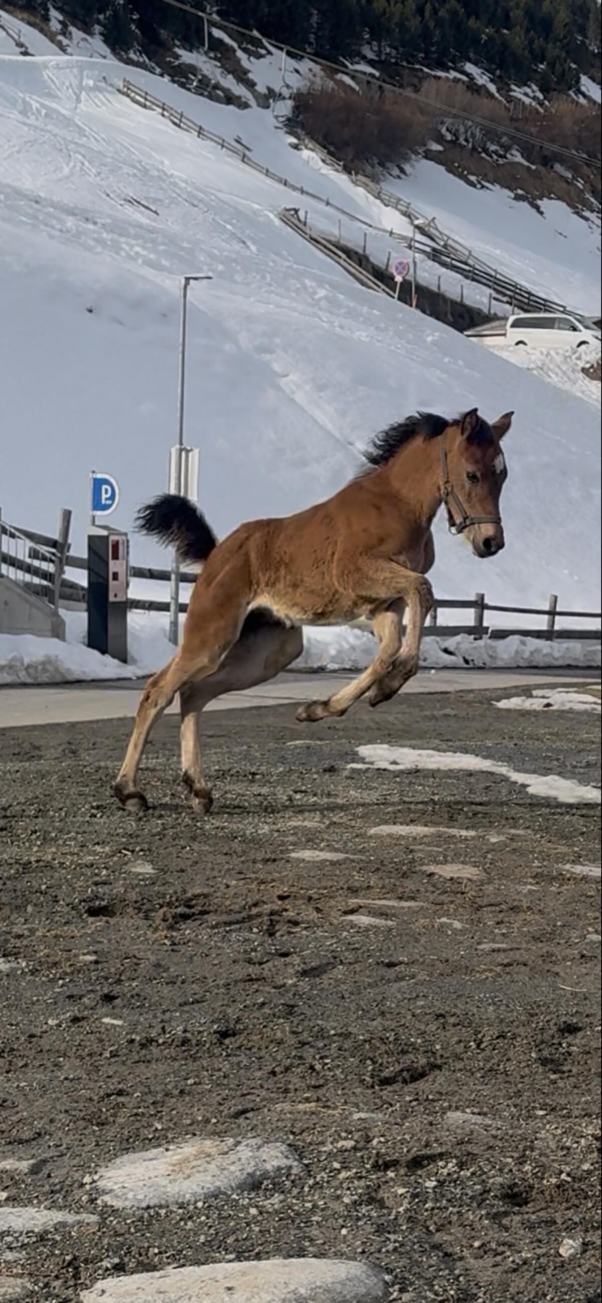 Haflinger x Araber Stutfohlen 2