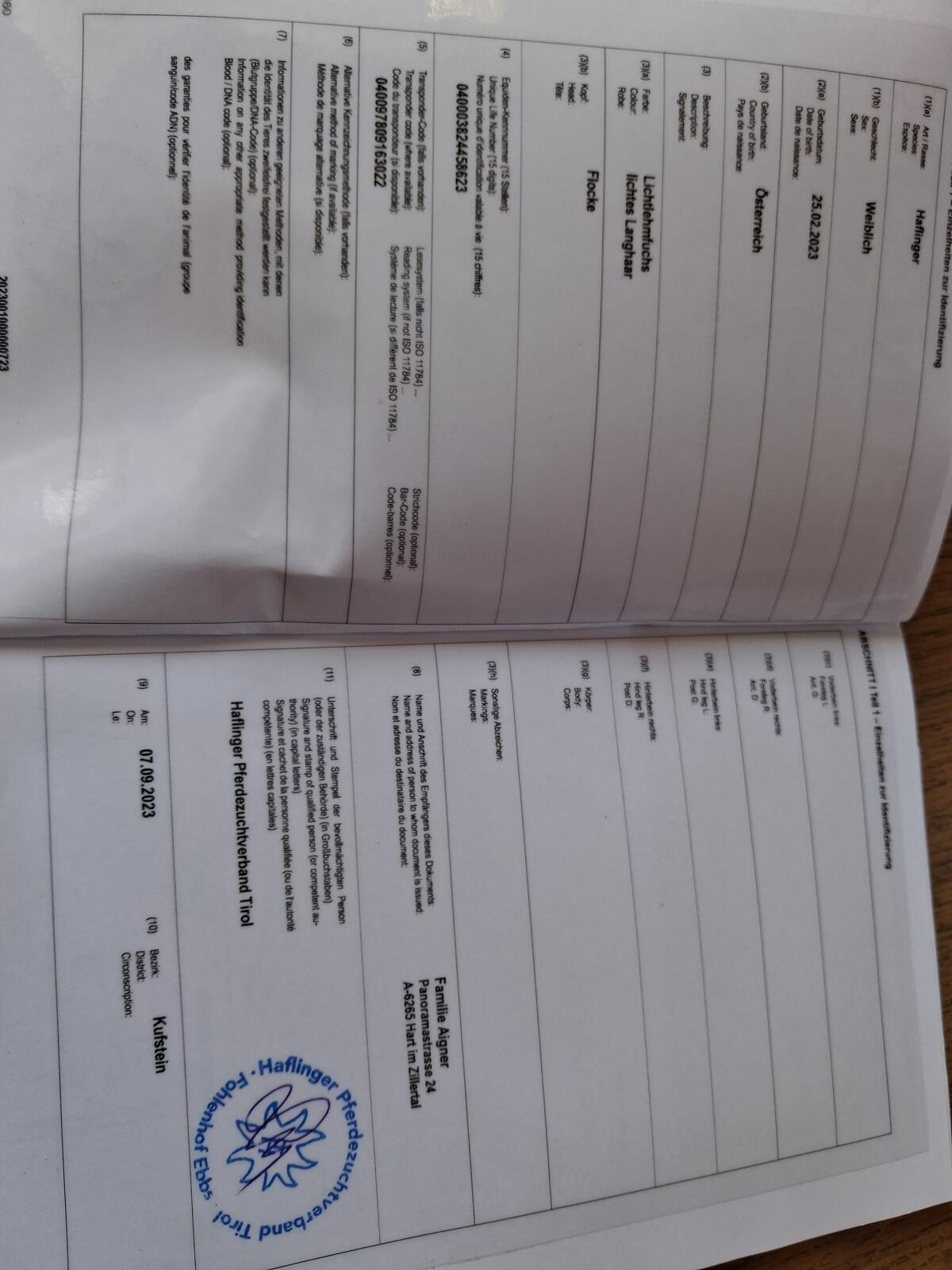Verkaufe schöne Haflingerstute 2