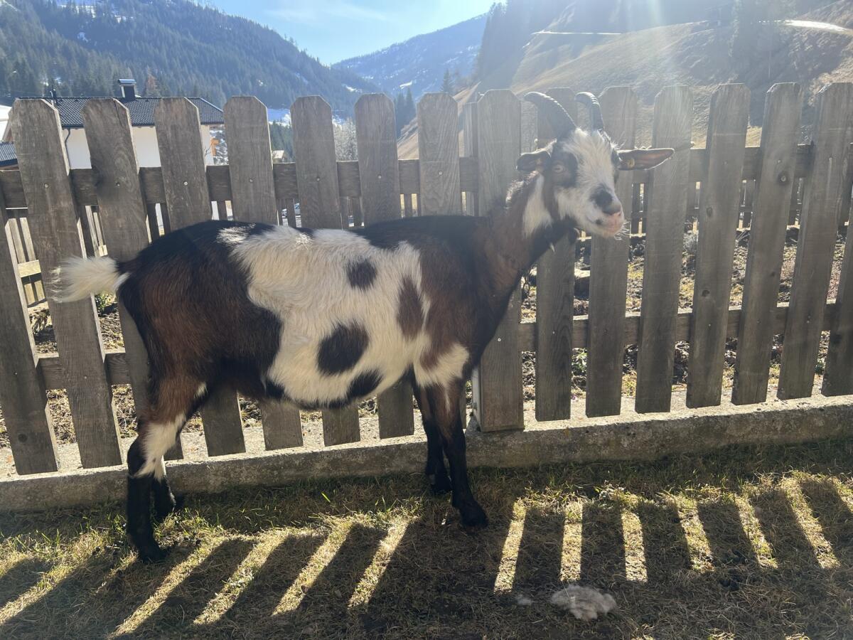 HB Tauernschecken Ziege 2