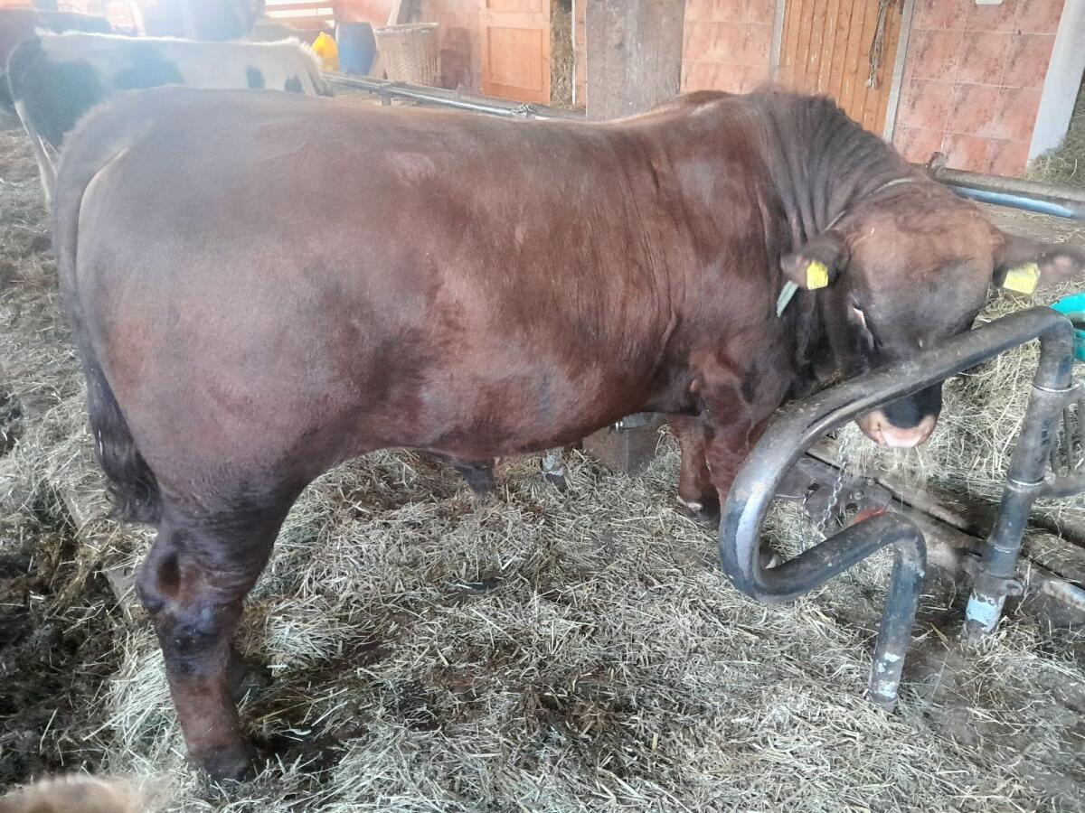 Bio Fl/Angus Sprungstier 3