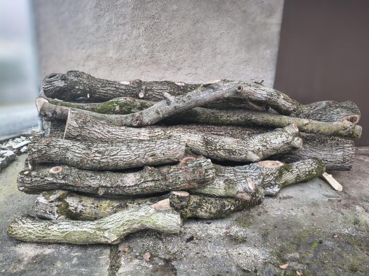 Walnussbaum Holz 2