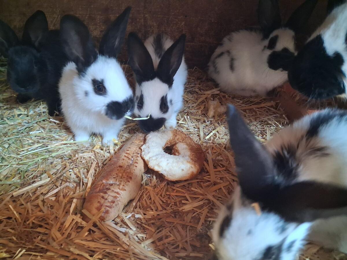 Deutsche Tschecken weiblich, männlich 2