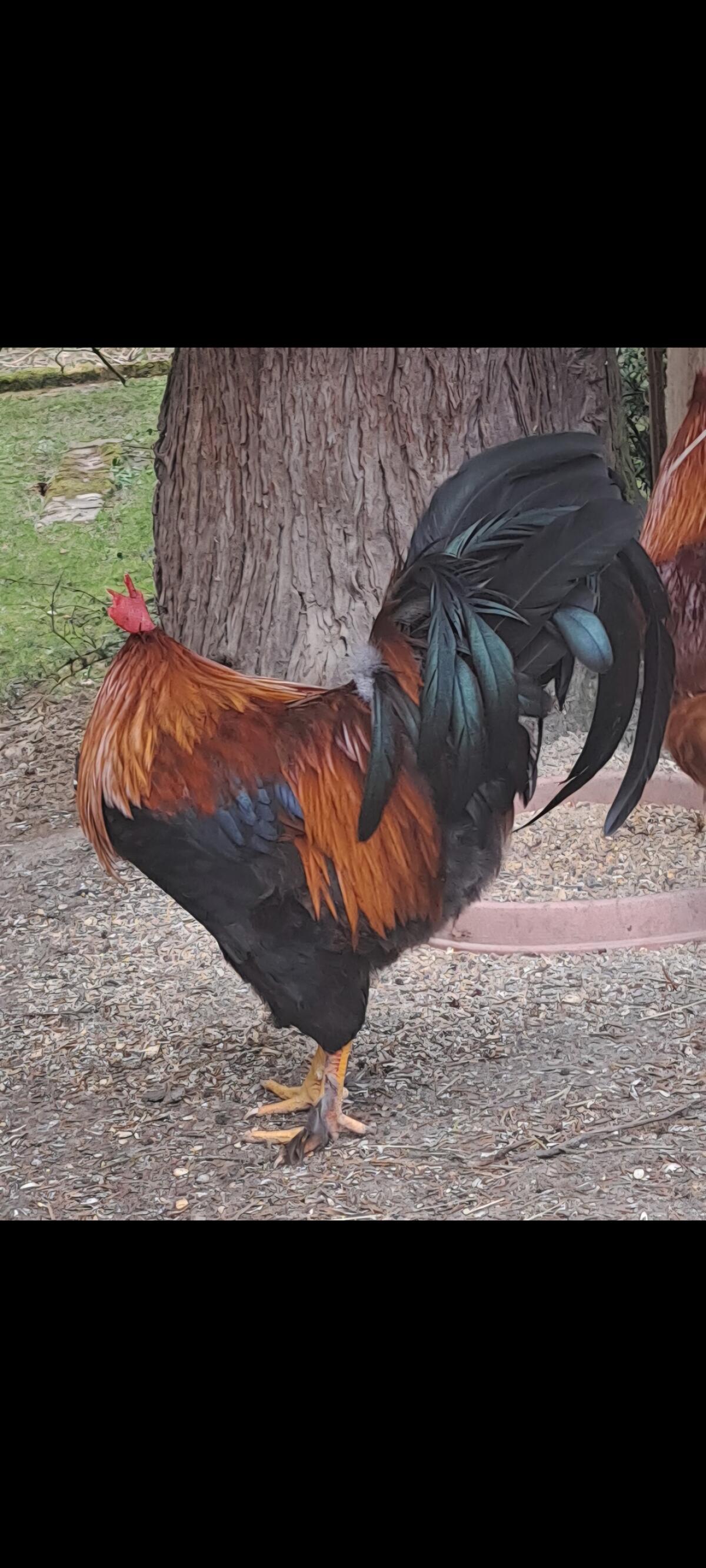 Hahn Fridolin 3