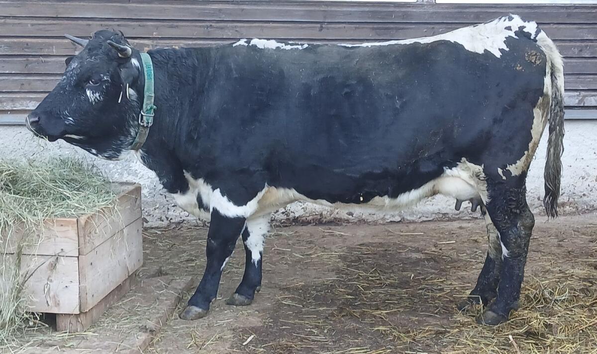 Pustertaler Sprinzen Kuh PSS 2