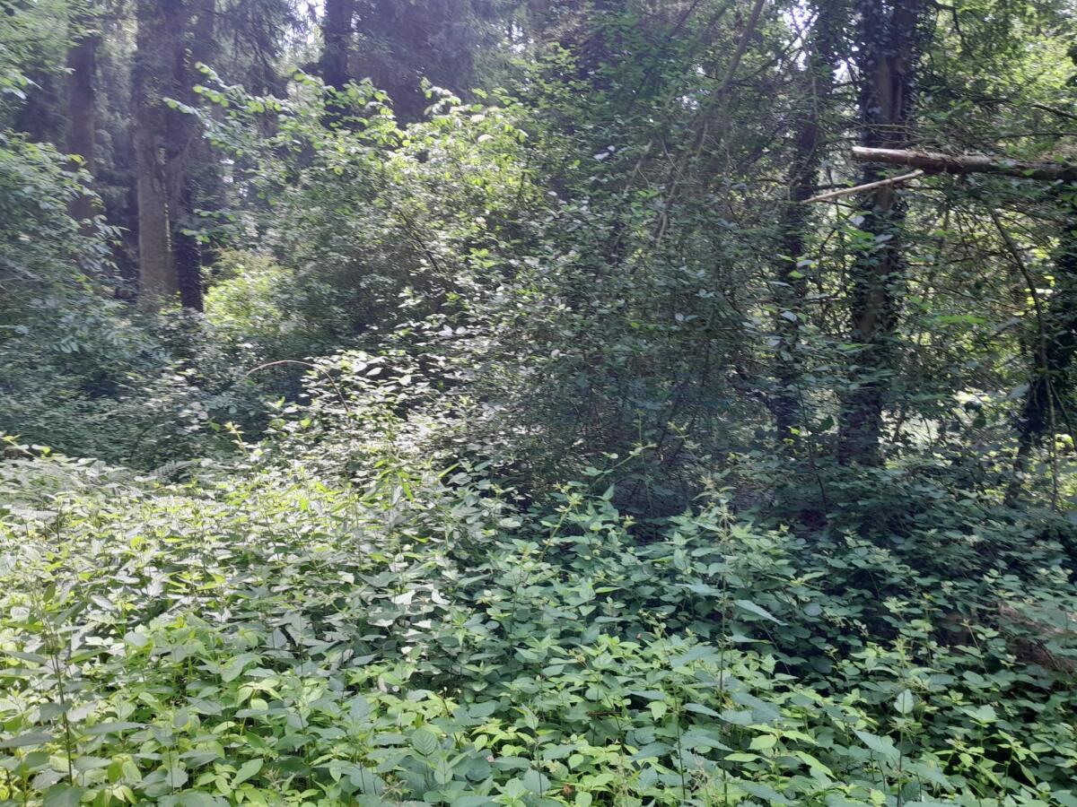 Mäharbeiten, Baumpflanzungen 2