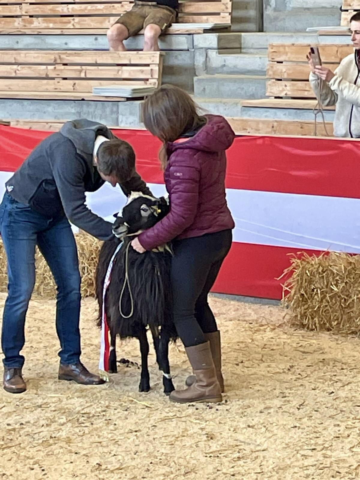 Krainer Steinschaf Widder Miran 2