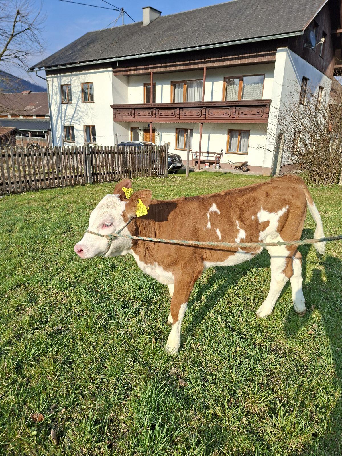 Weibliches Zuchtkalb 2