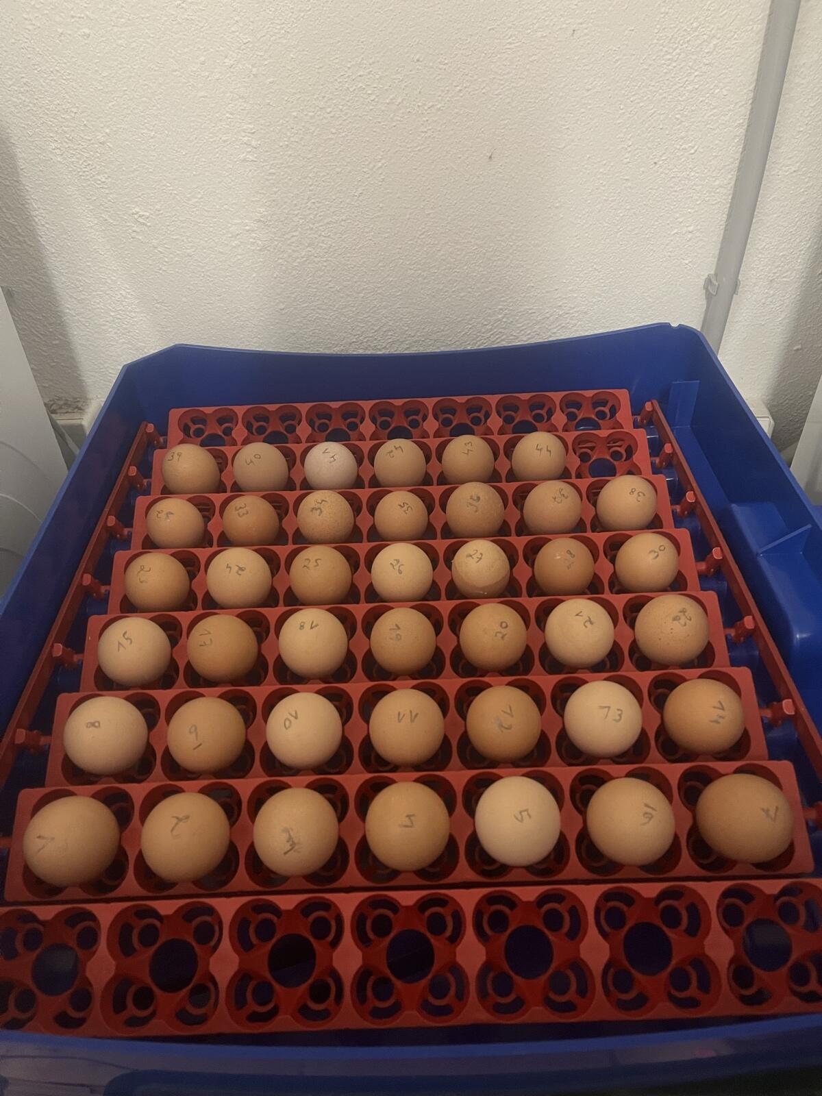 Barnevelder Bruteier 2