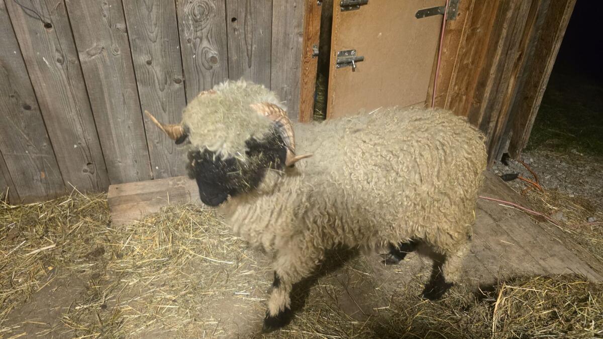 Walliser Bock 1 Jahr alt 2