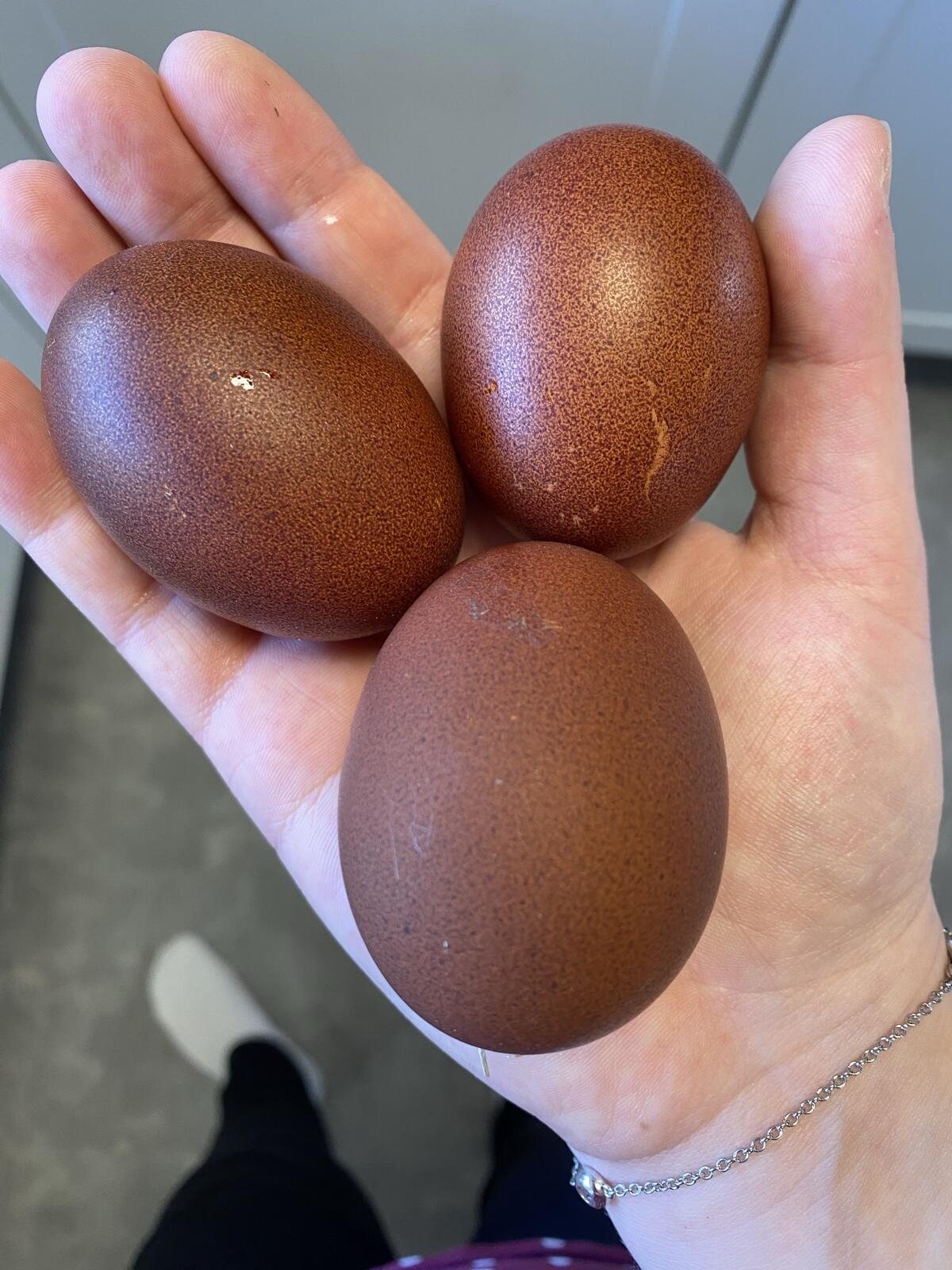 Bruteier Marans schwarz-kupfer 2