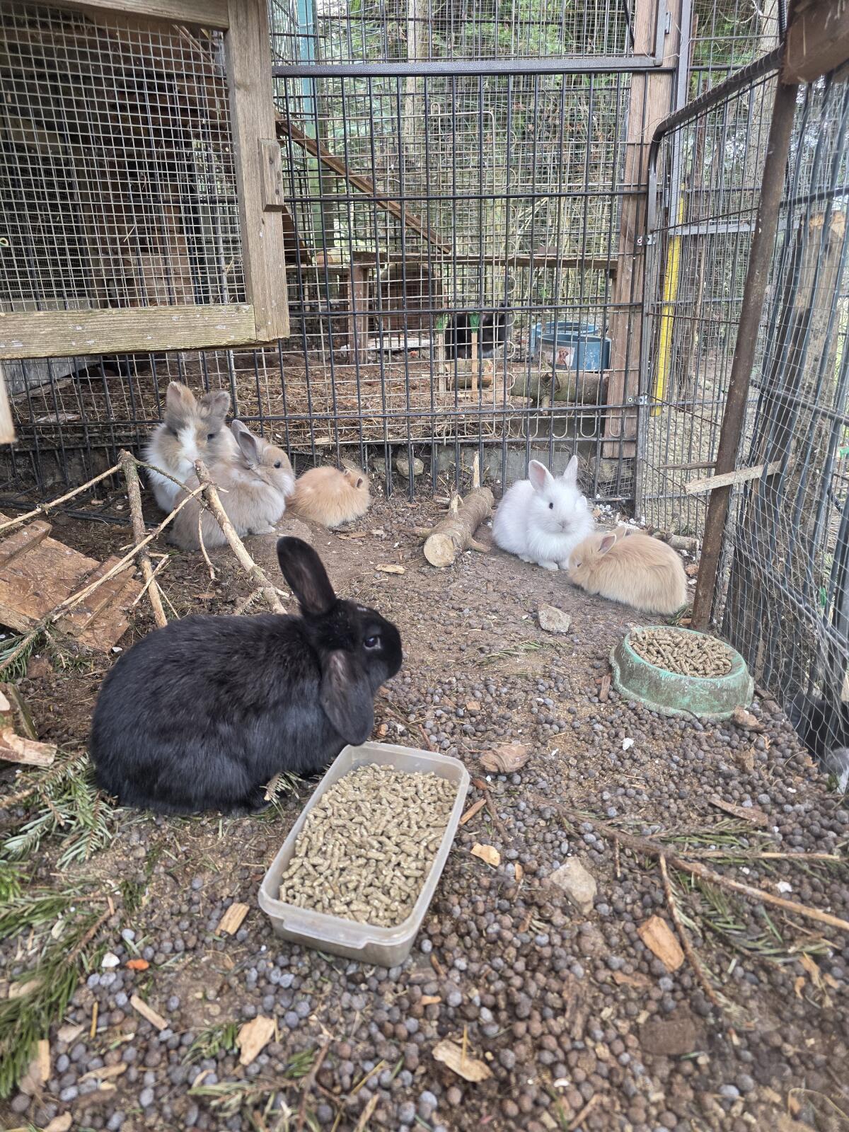 kaninchen zwerghasen 2