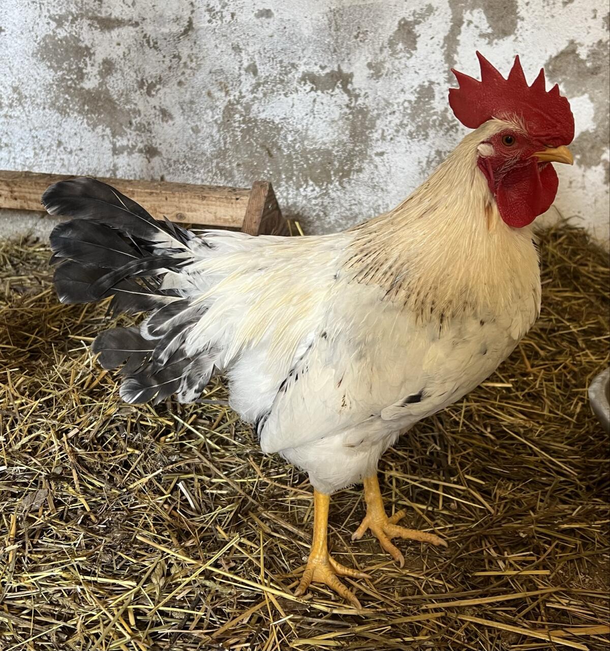 Zwerghahnmixe in weis, sperber und susexfarbe 3