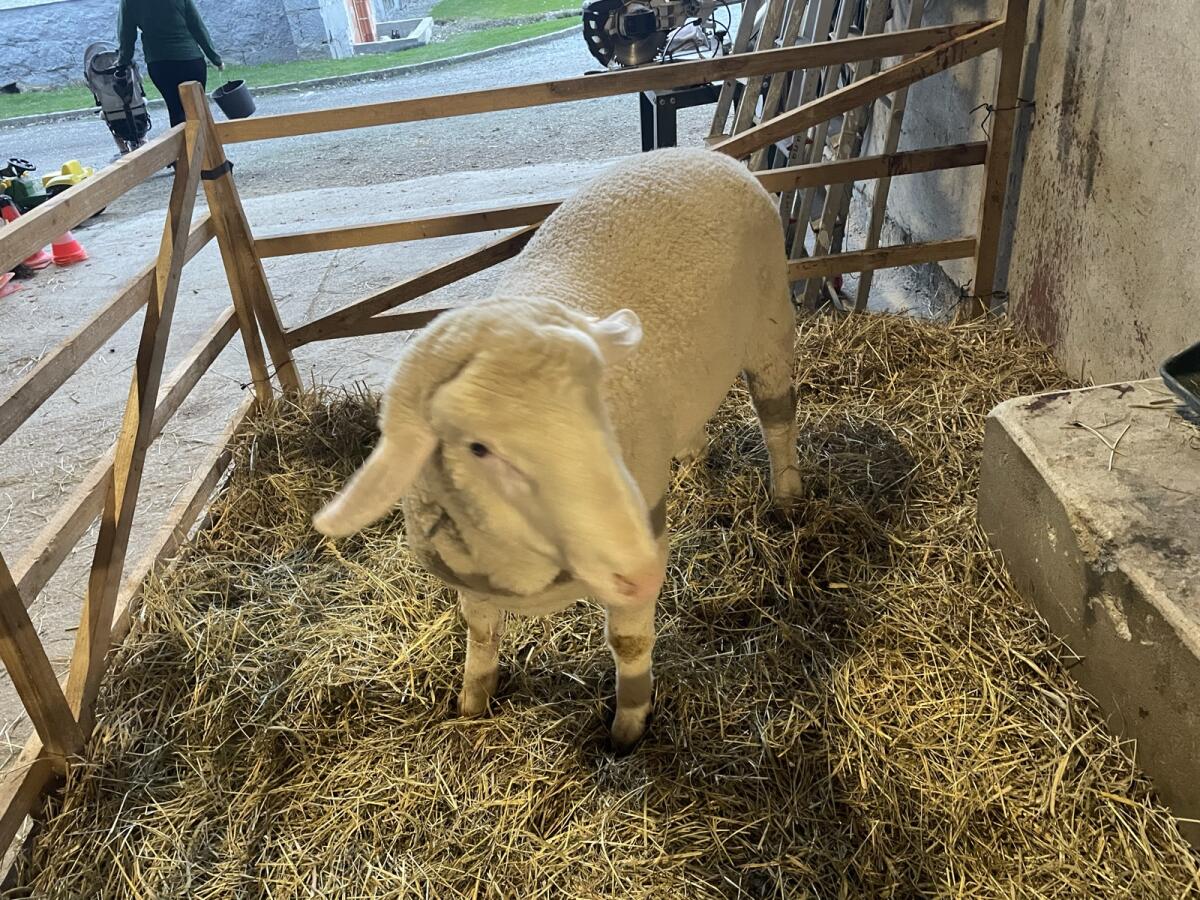 Merinolandschaf Widder 3