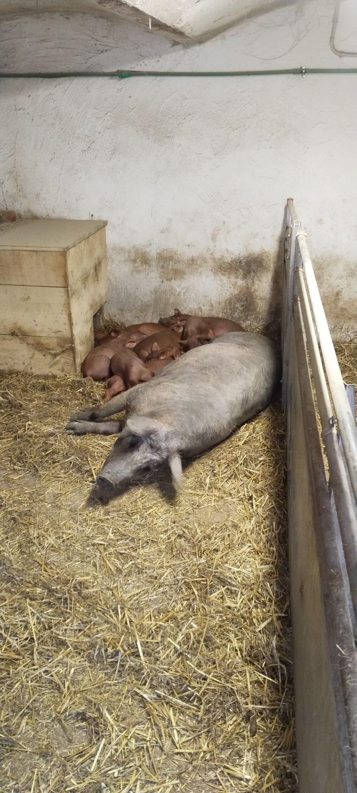 Duroc und Duroc Mix Ferkel Spanferkel 2