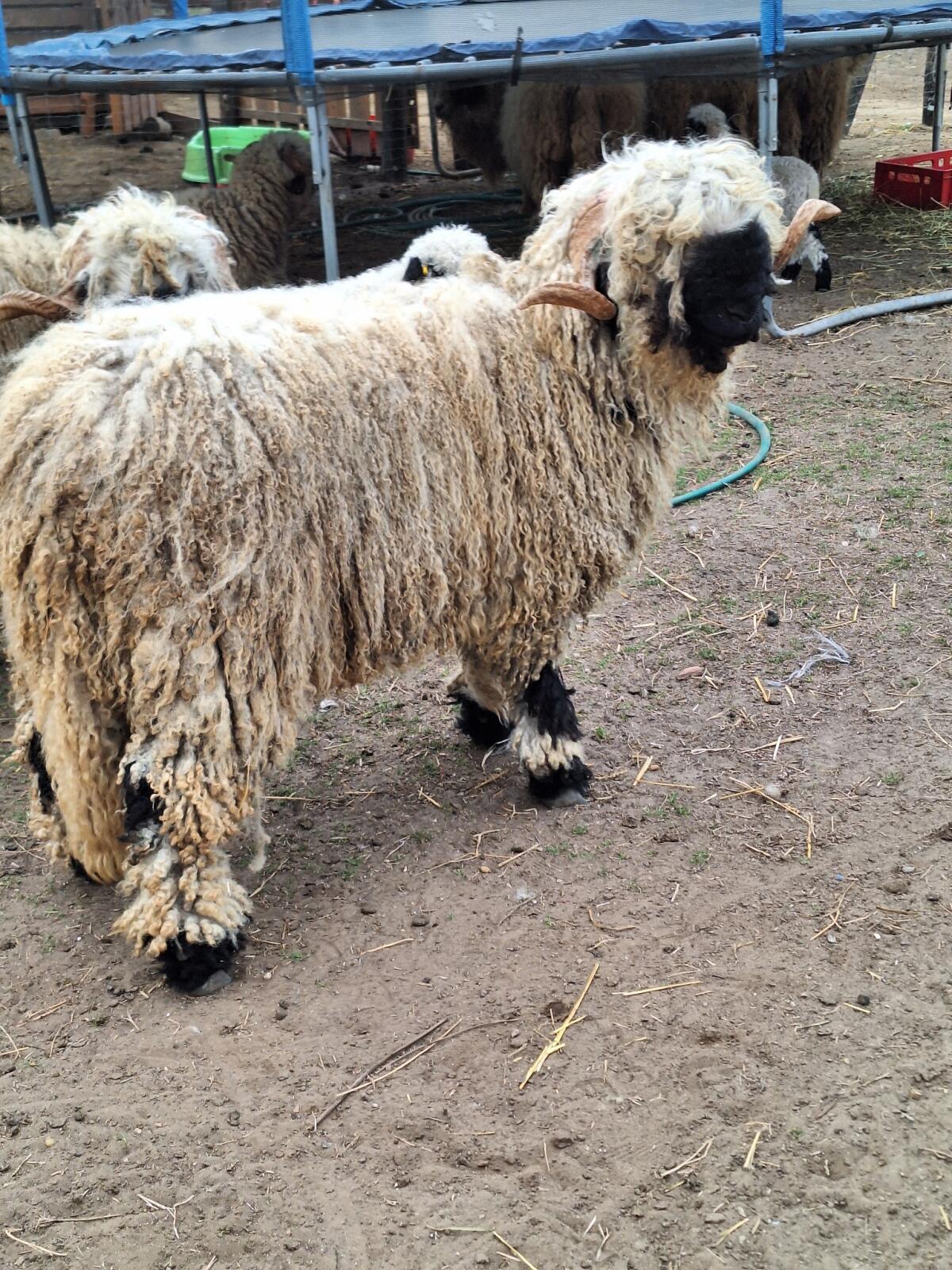 Walliser Schwarznasenschaf Widder HB 3