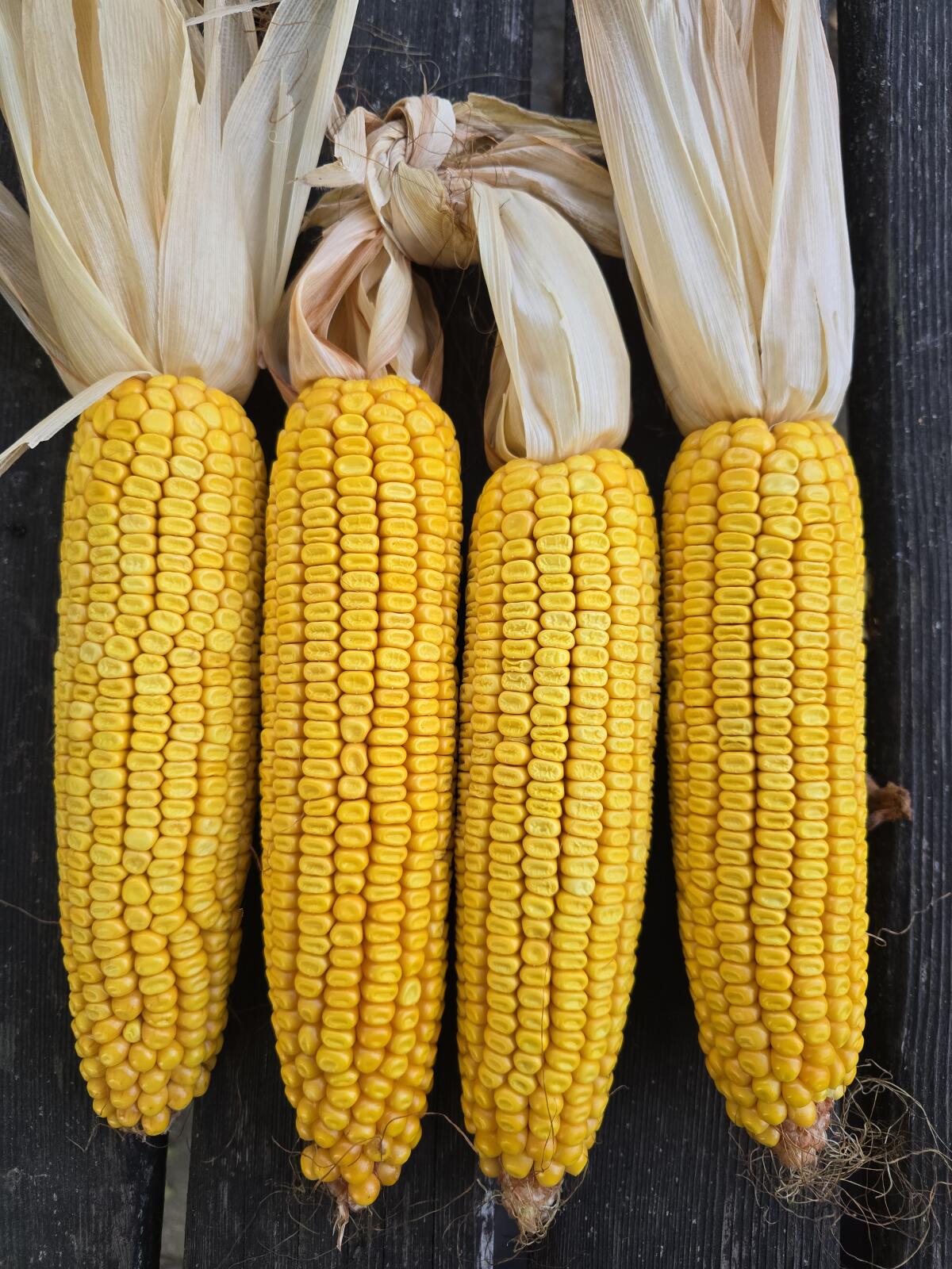 BIO-Maissilageballen 3