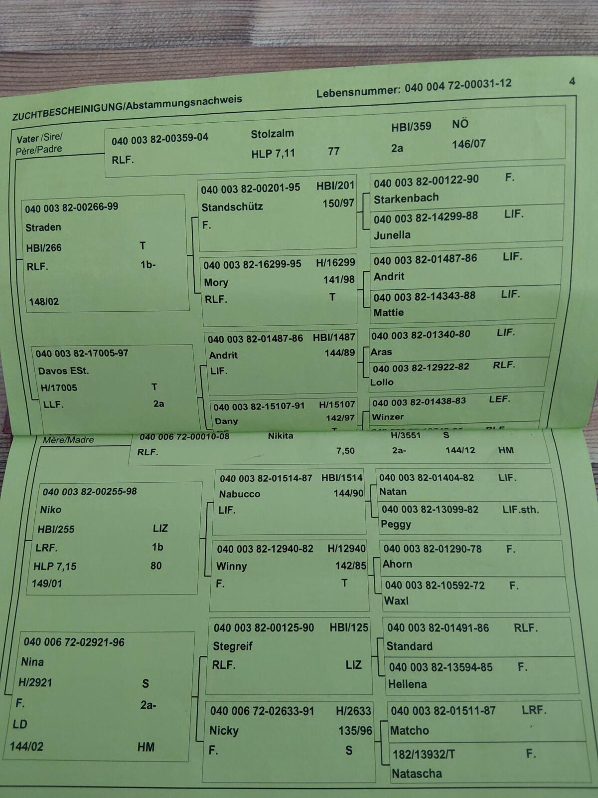 Haflingerstute Nina 3