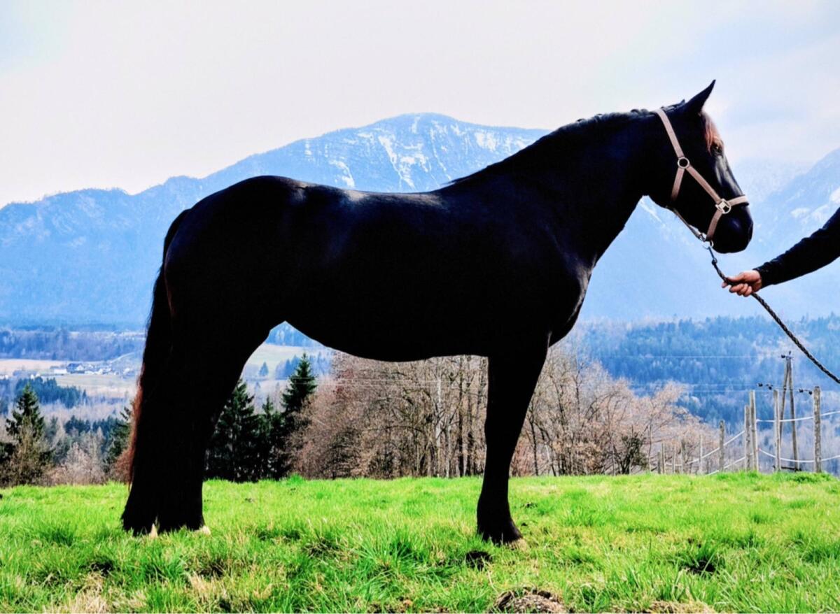 Elegante Noriker-Rappstute 3