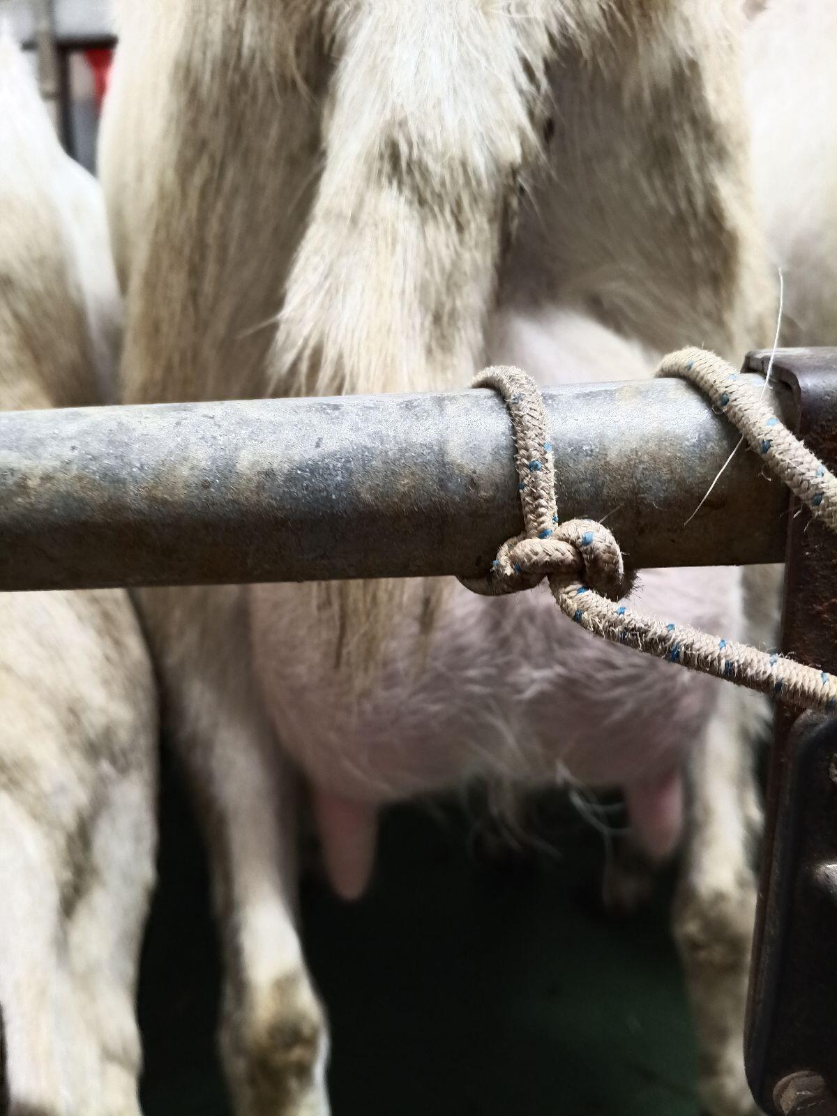 Saanenziegenzuchtböcke 2