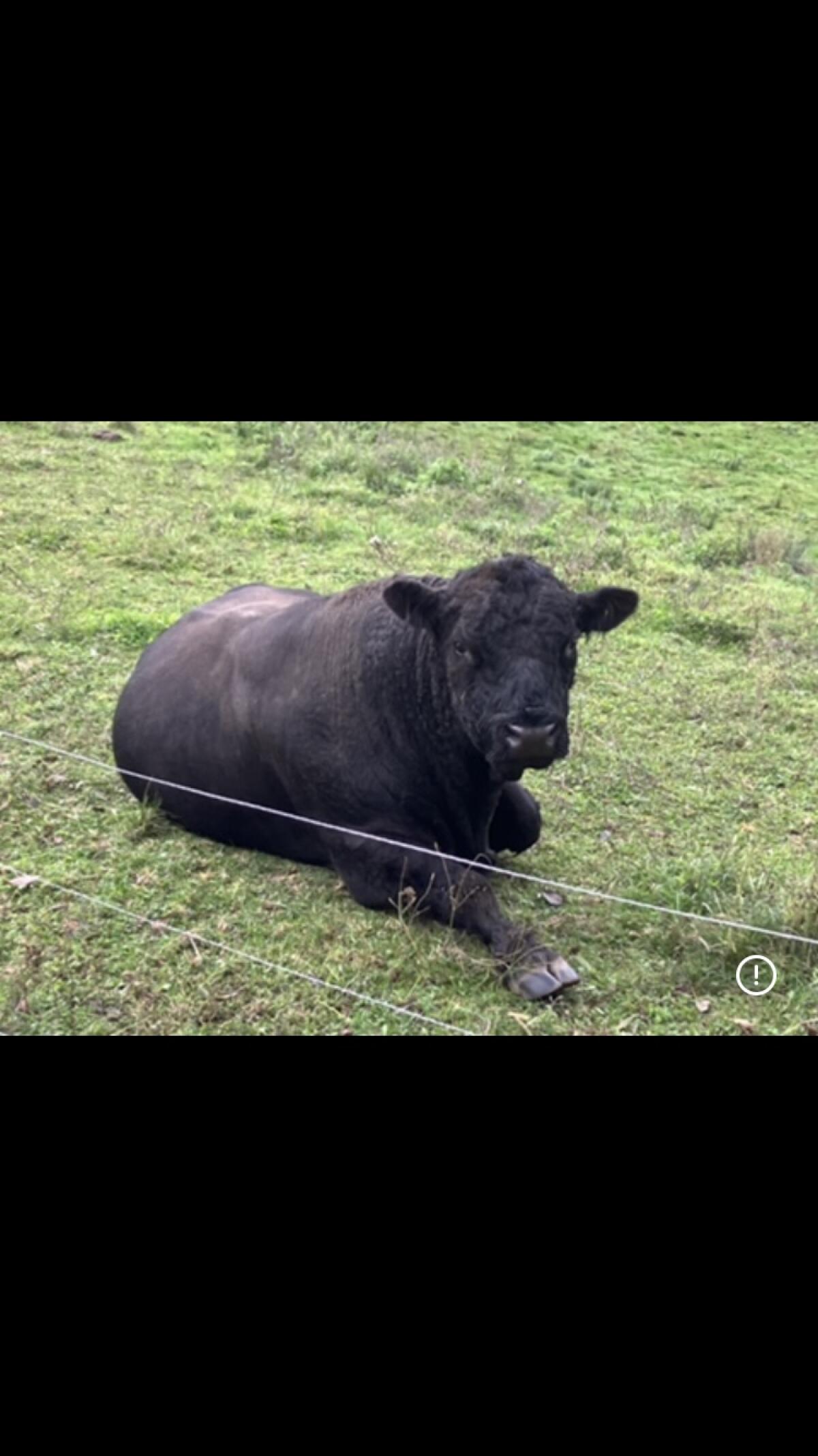 Bio Galloway-Stier 3