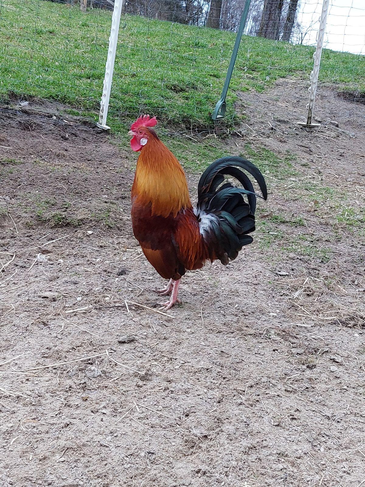 Zwerghaubenhuhn - Hahn 2